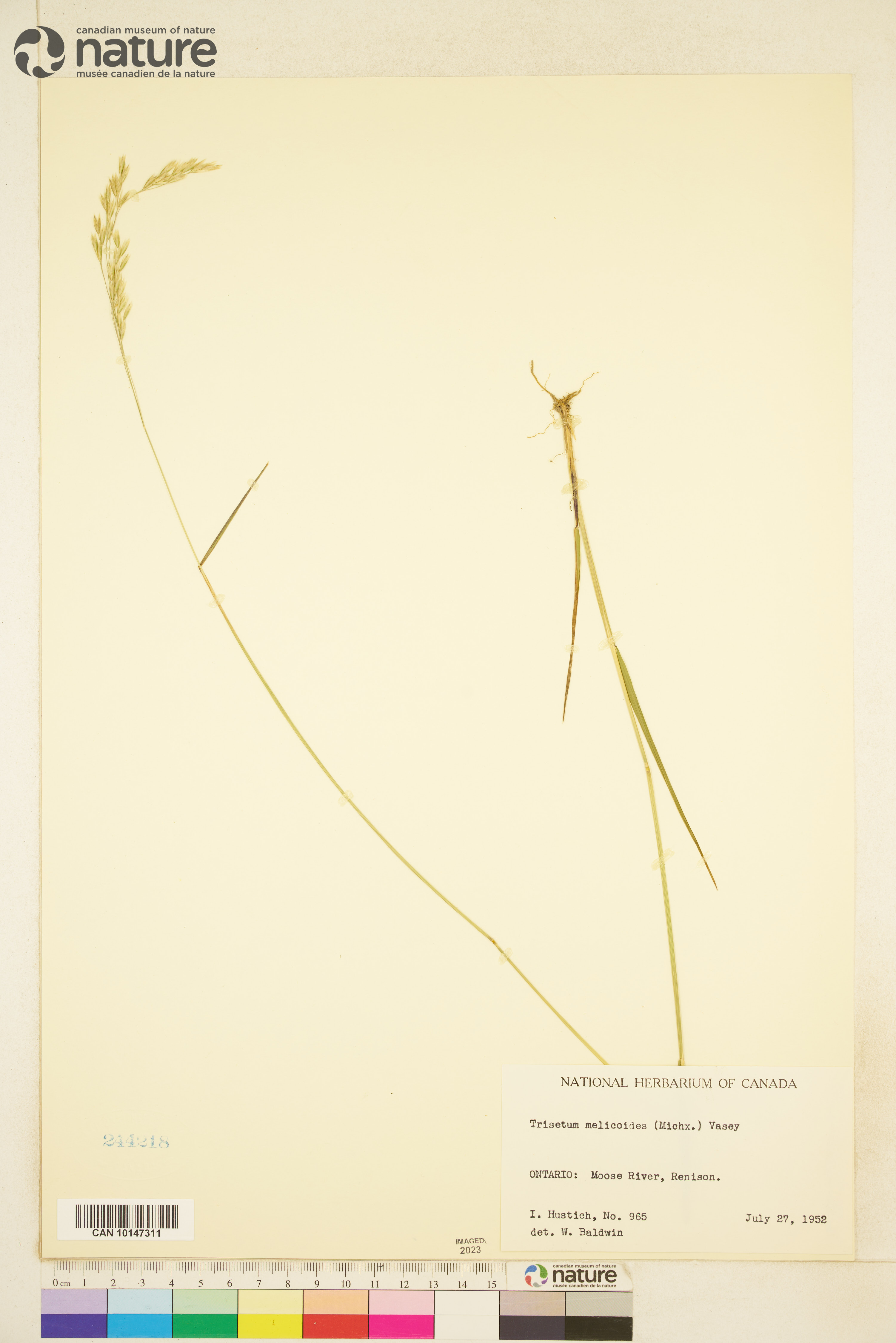 Trisetum melicoides image