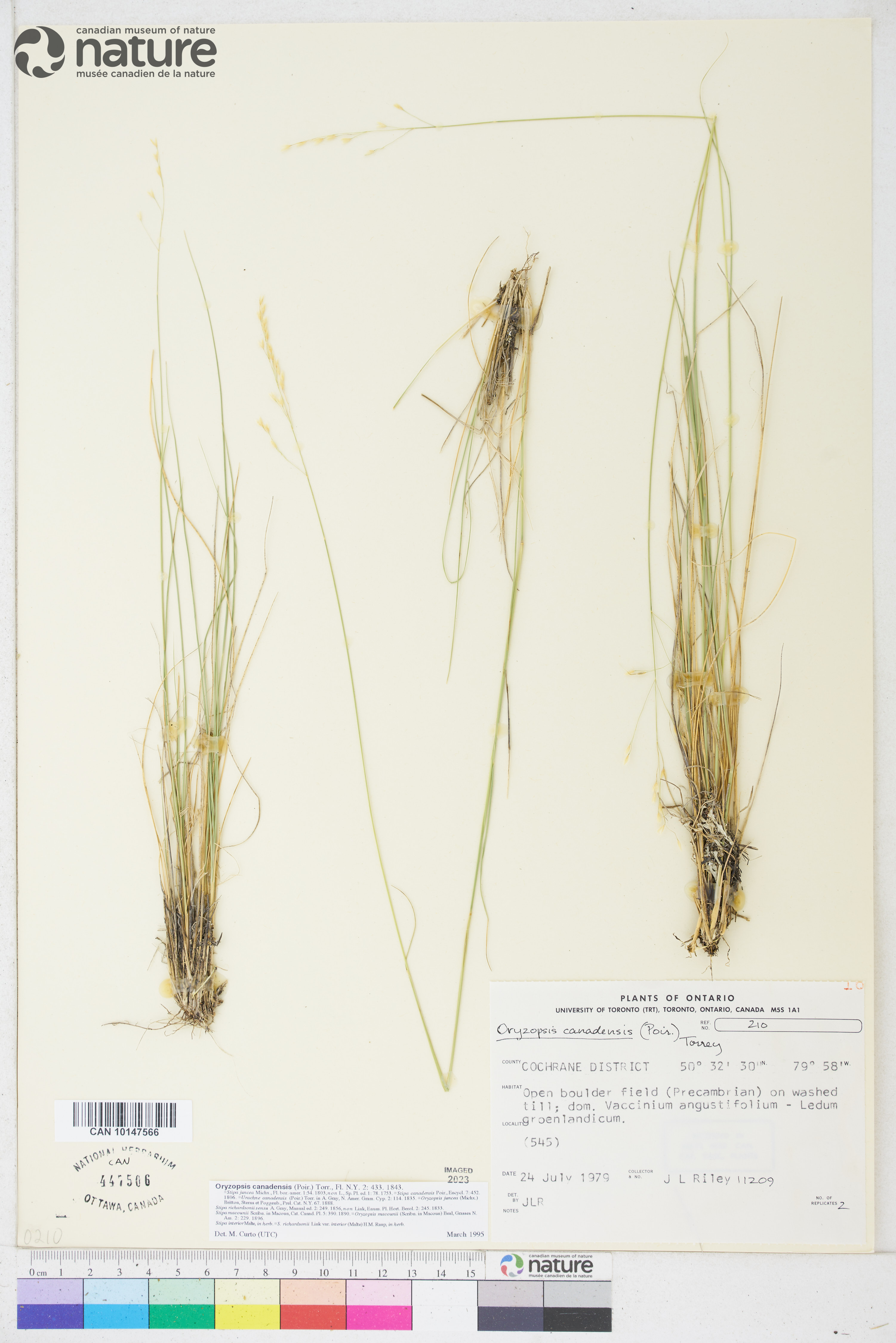 Piptatheropsis canadensis image