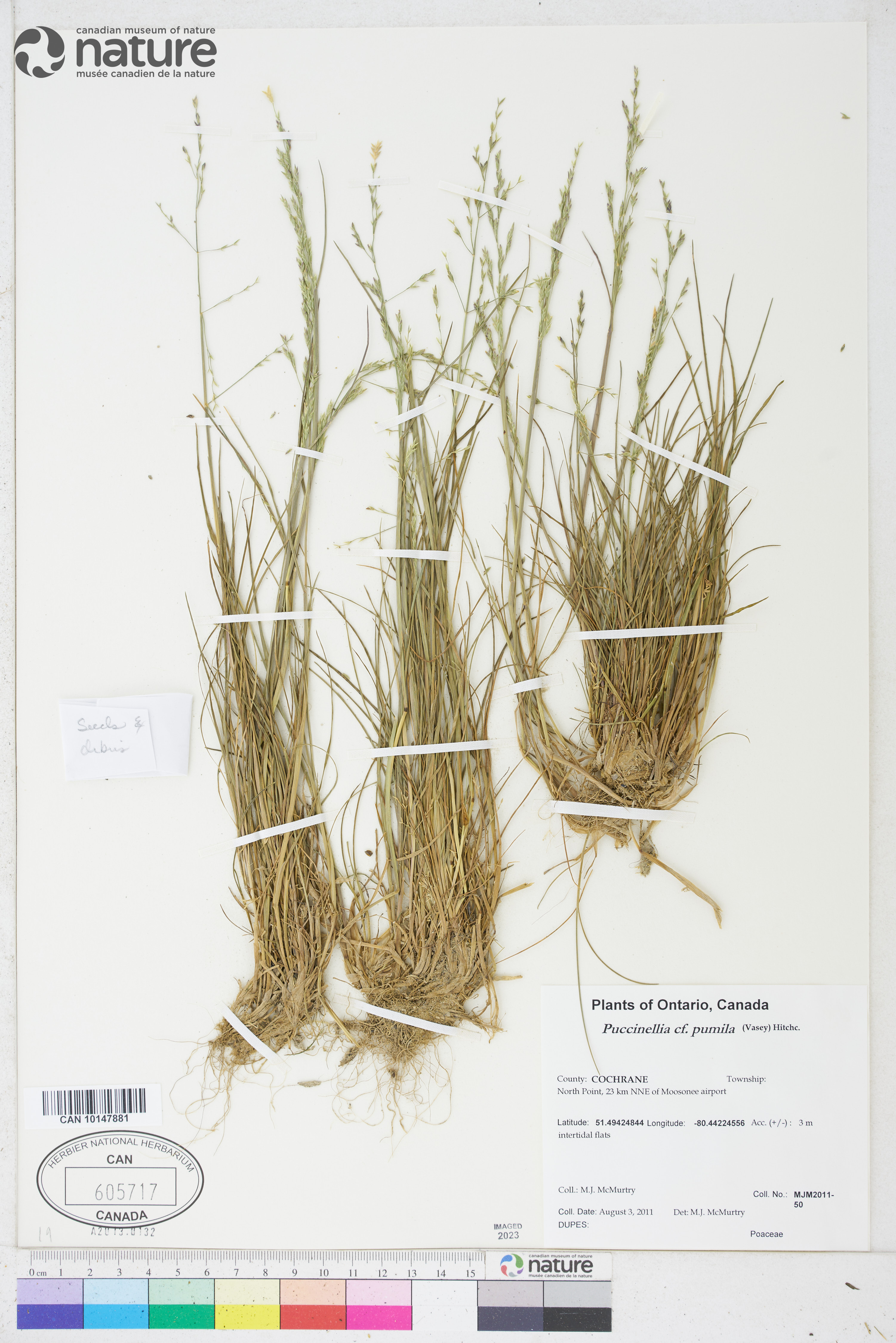 Puccinellia pumila image
