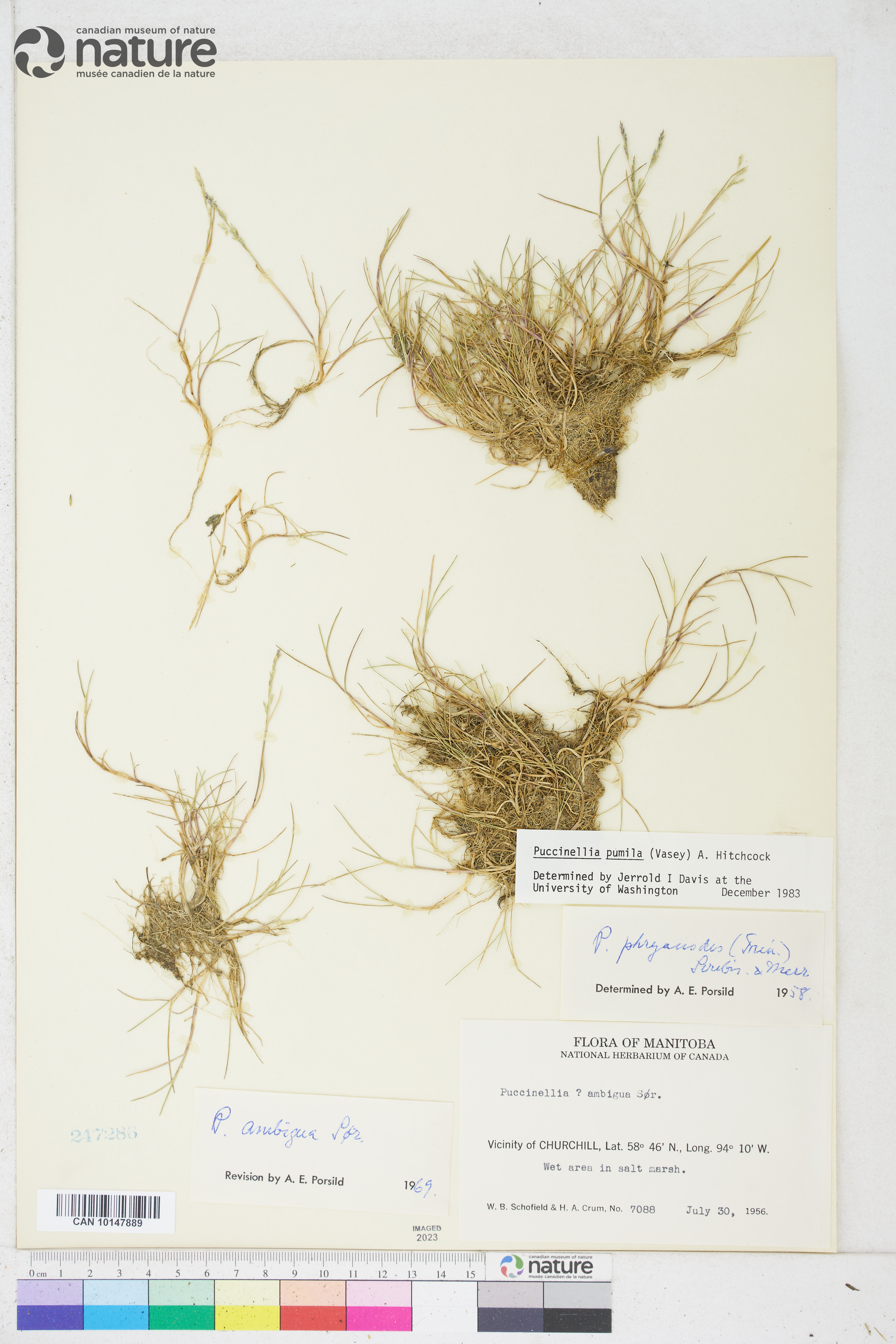 Puccinellia pumila image