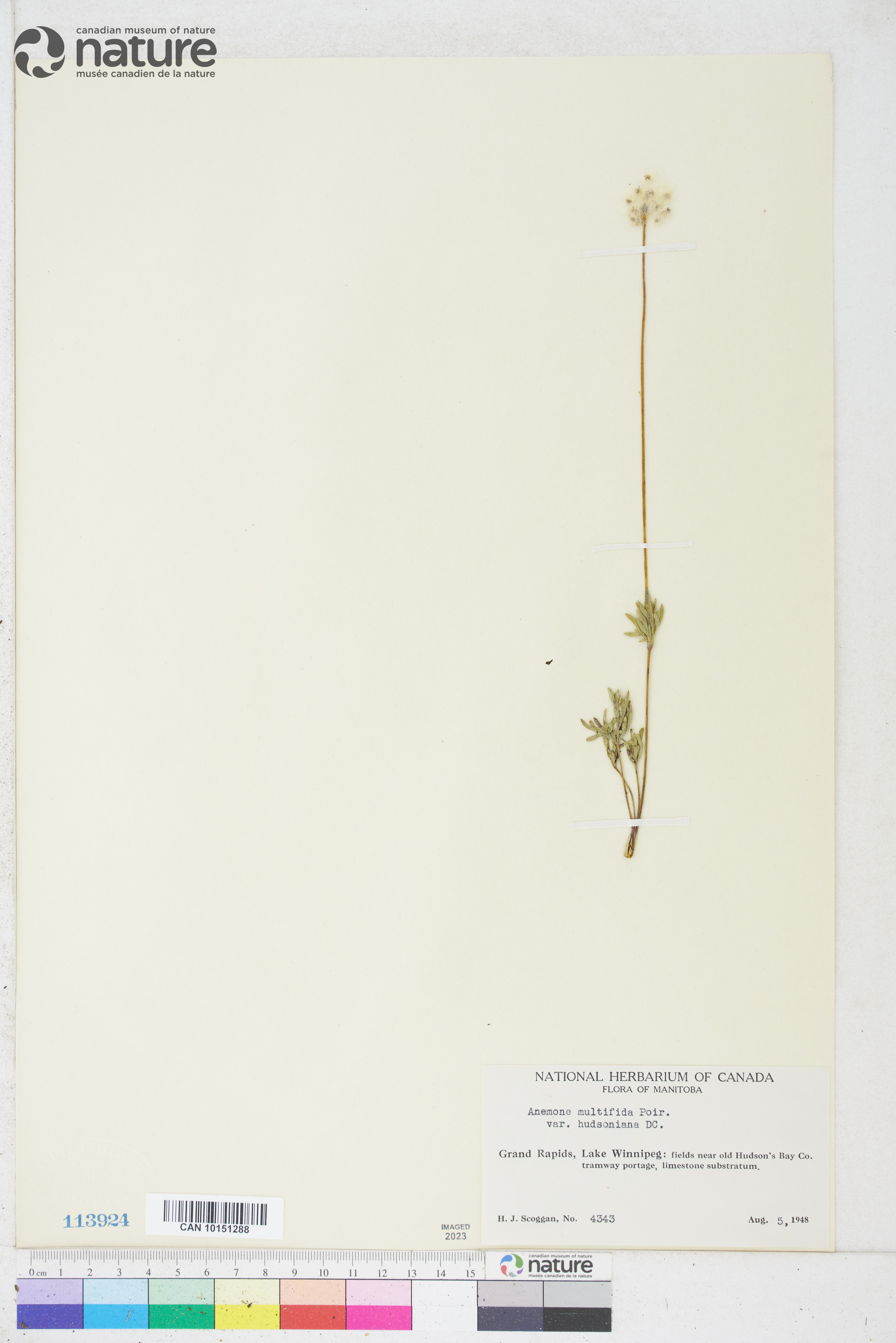 Anemone multifida var. multifida image