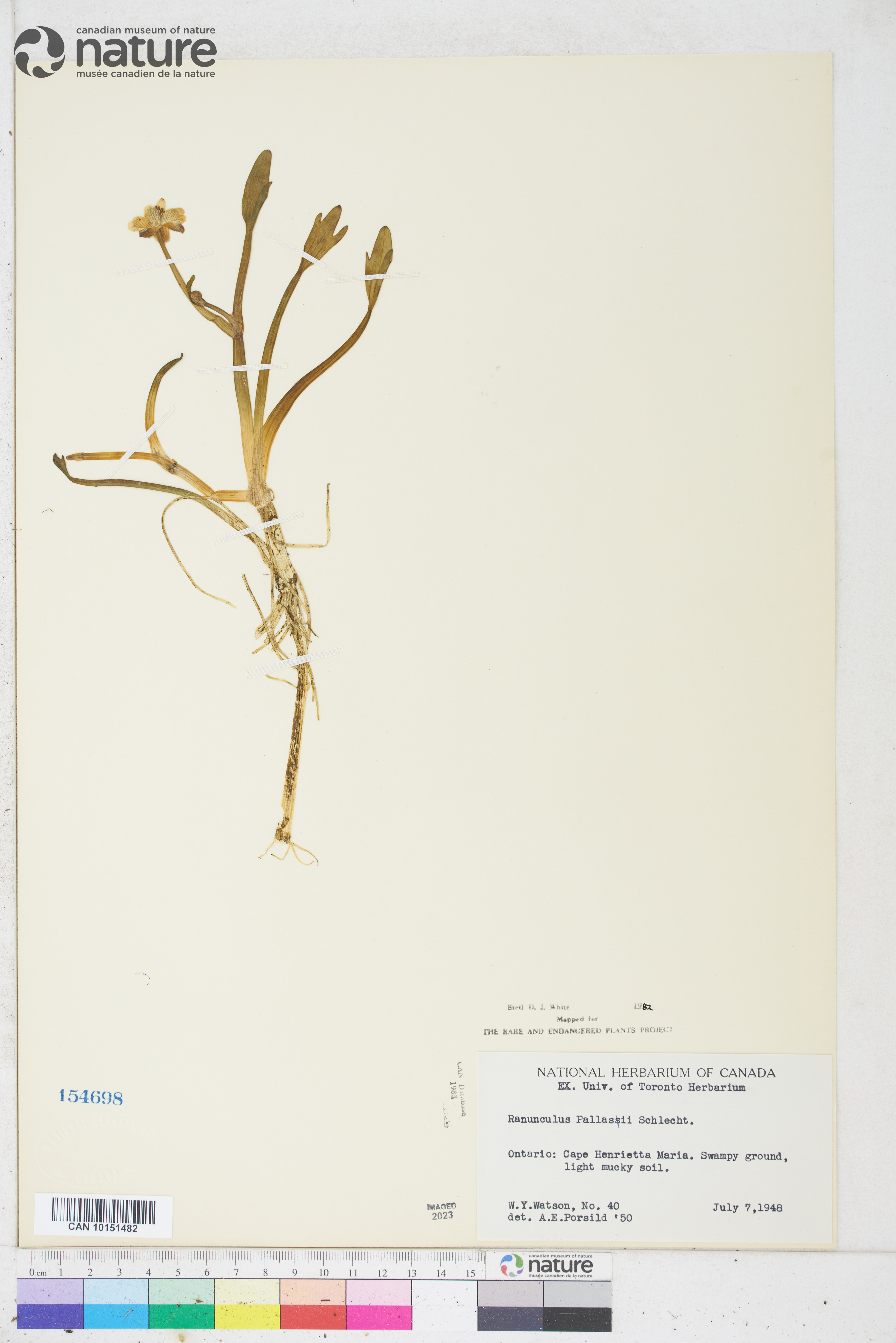 Coptidium pallasii image