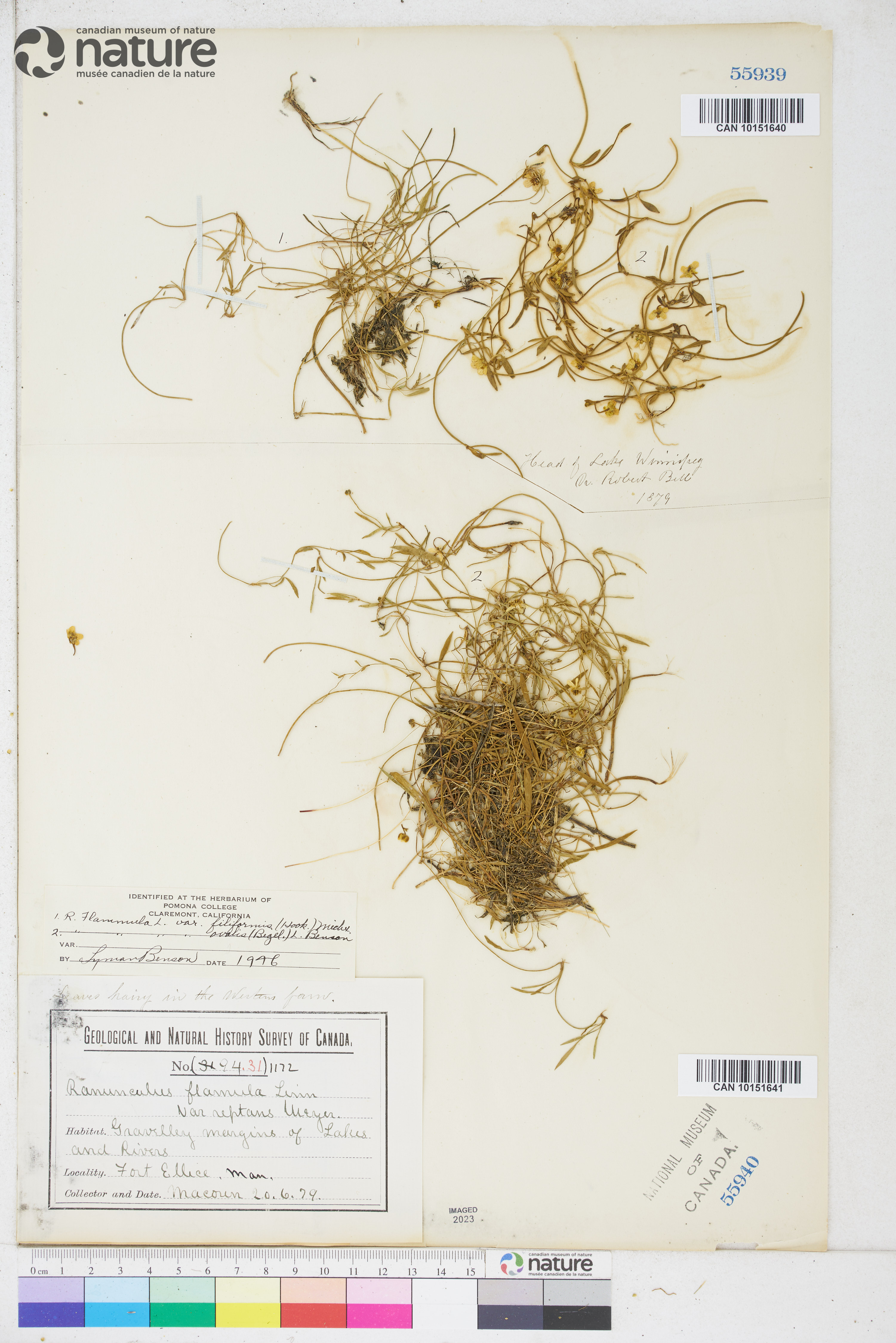 Ranunculus flammula var. reptans image