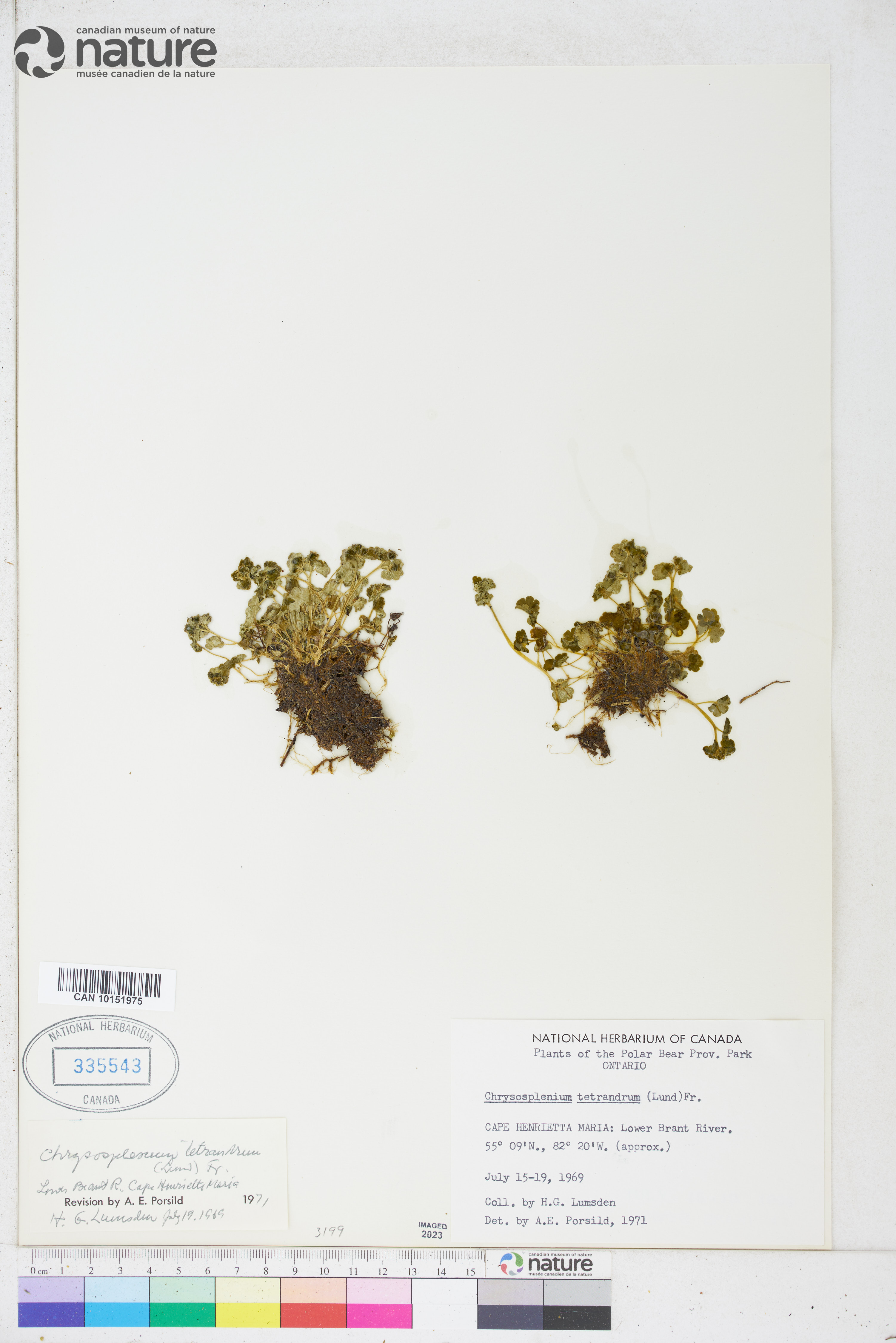 Chrysosplenium tetrandrum image