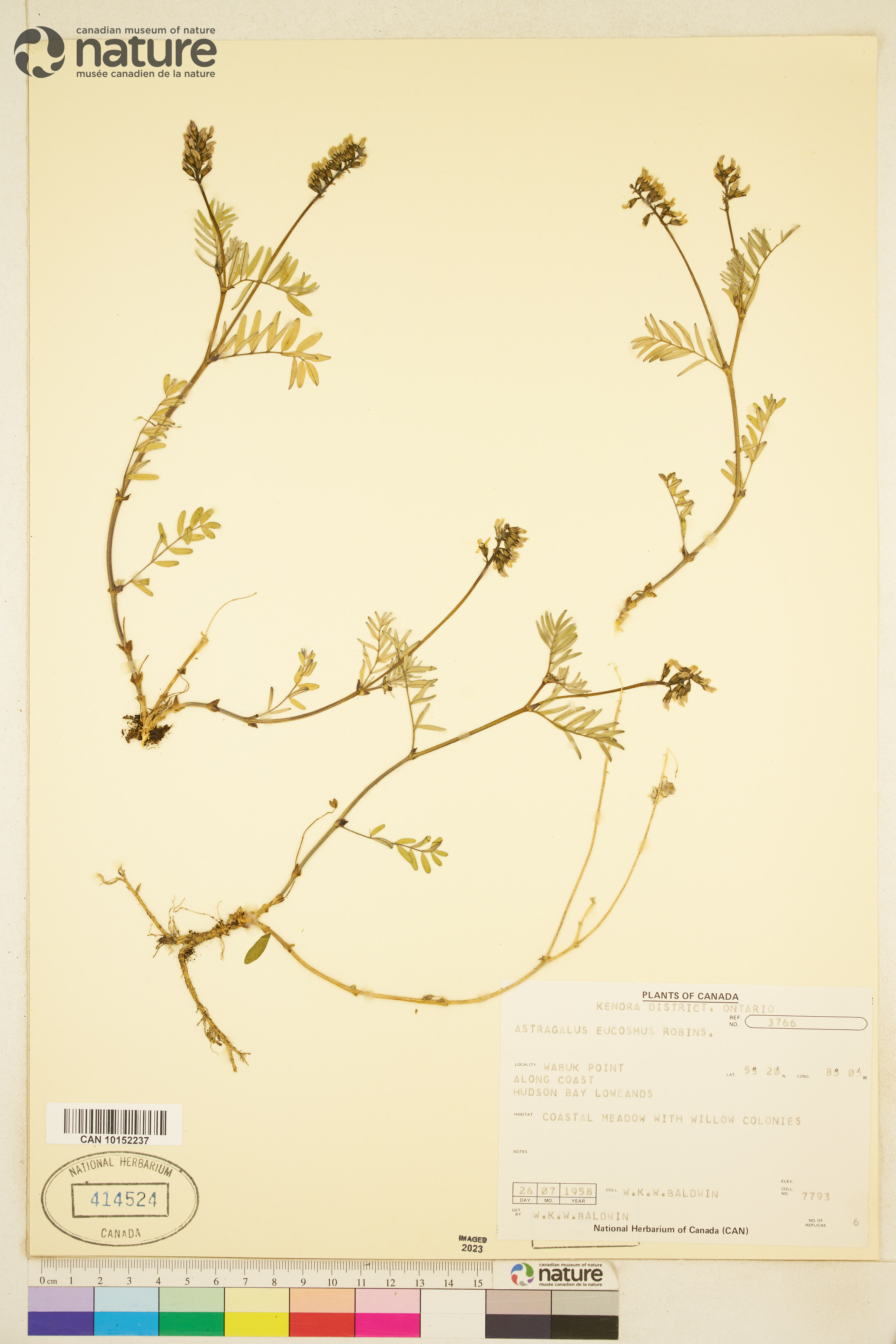 Astragalus eucosmus image