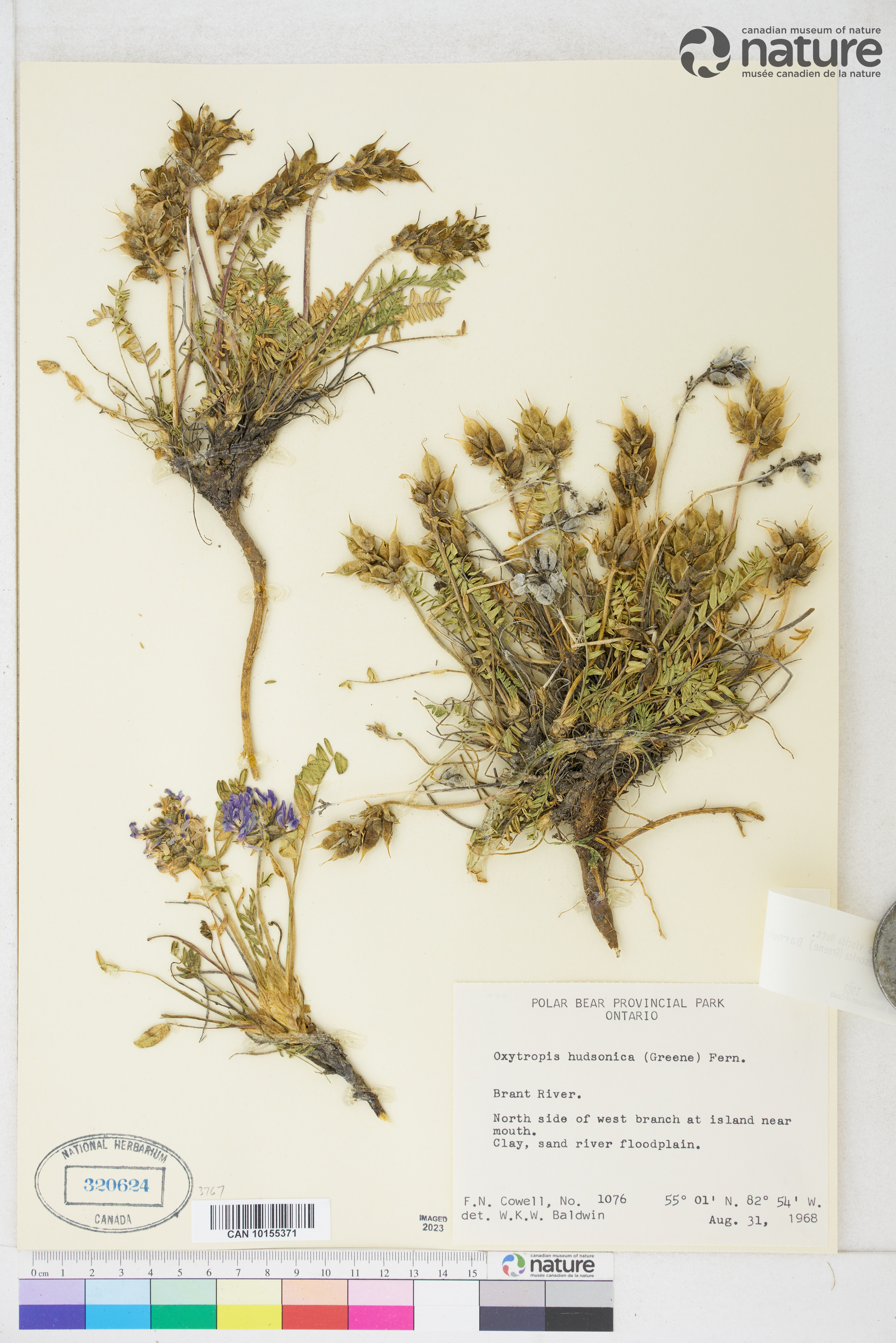 Oxytropis borealis image