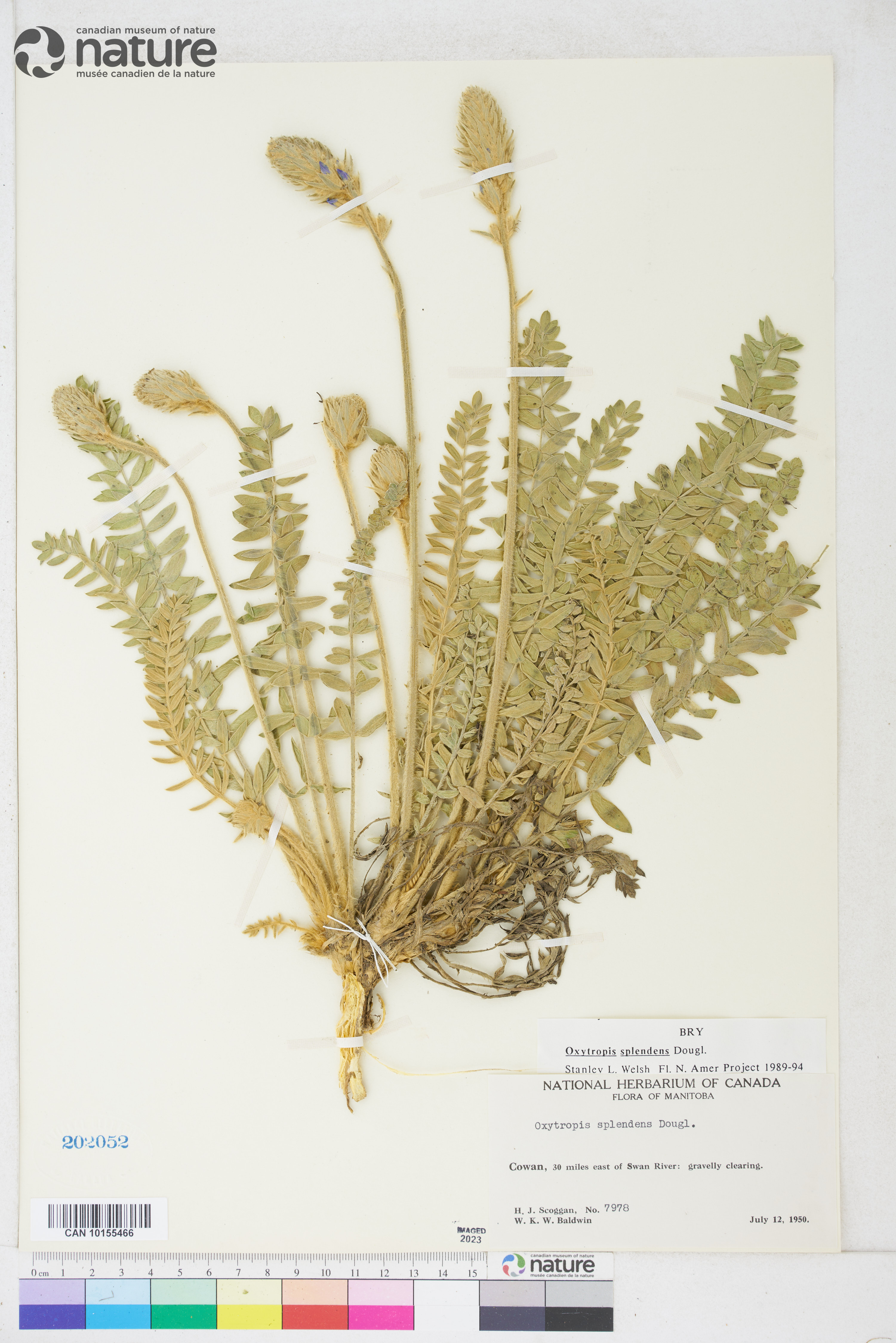 Oxytropis splendens image