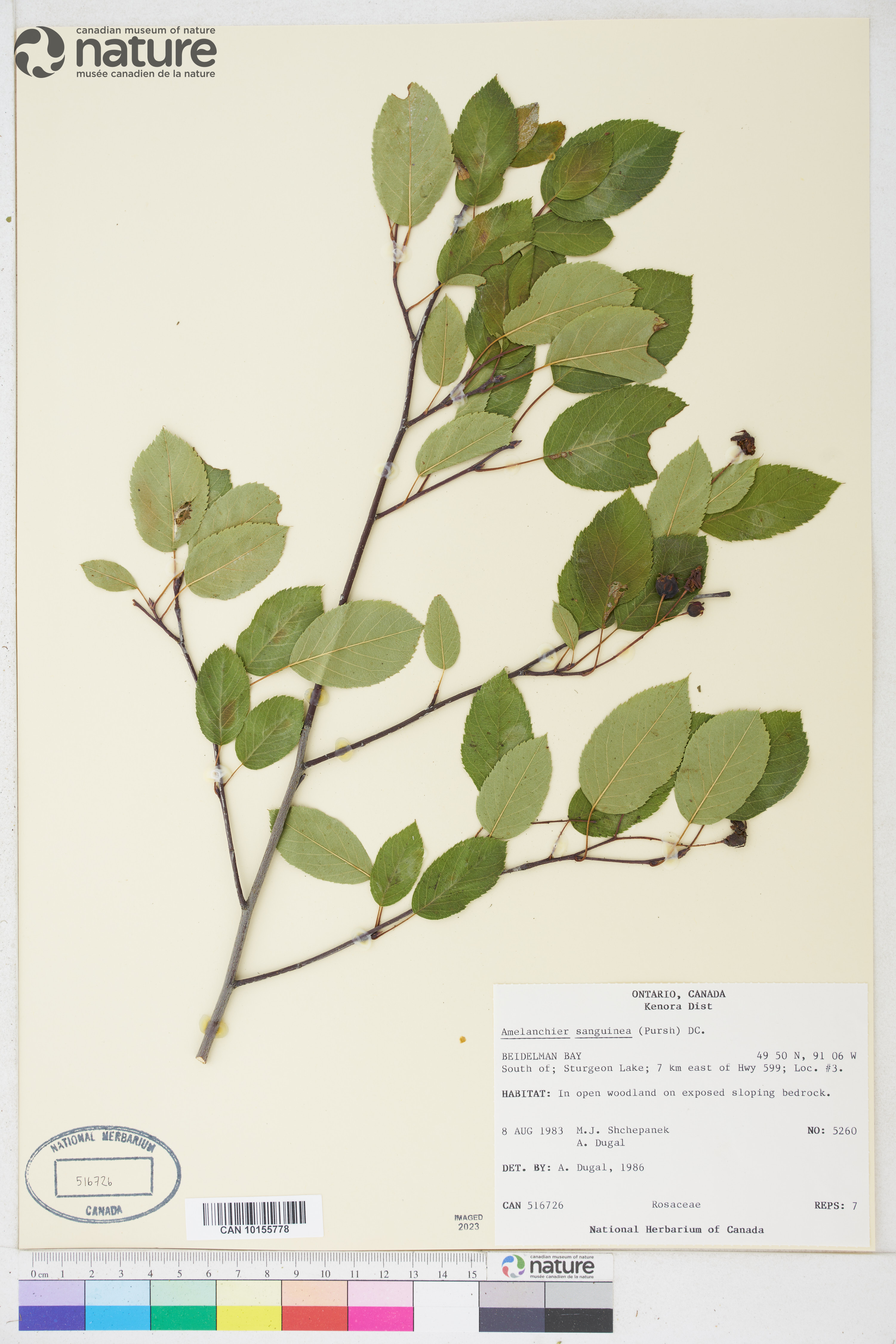 Amelanchier sanguinea image