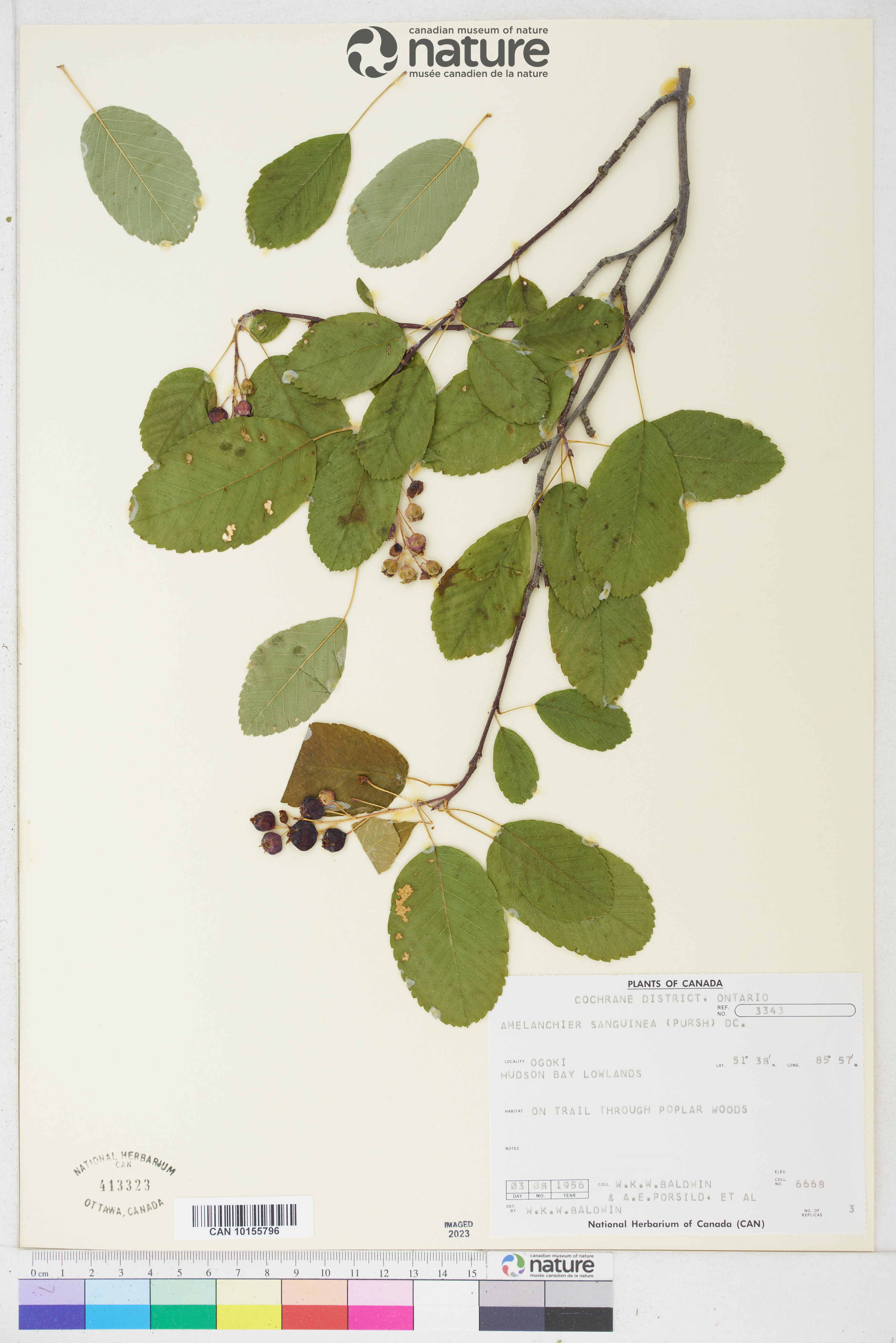 Amelanchier sanguinea image