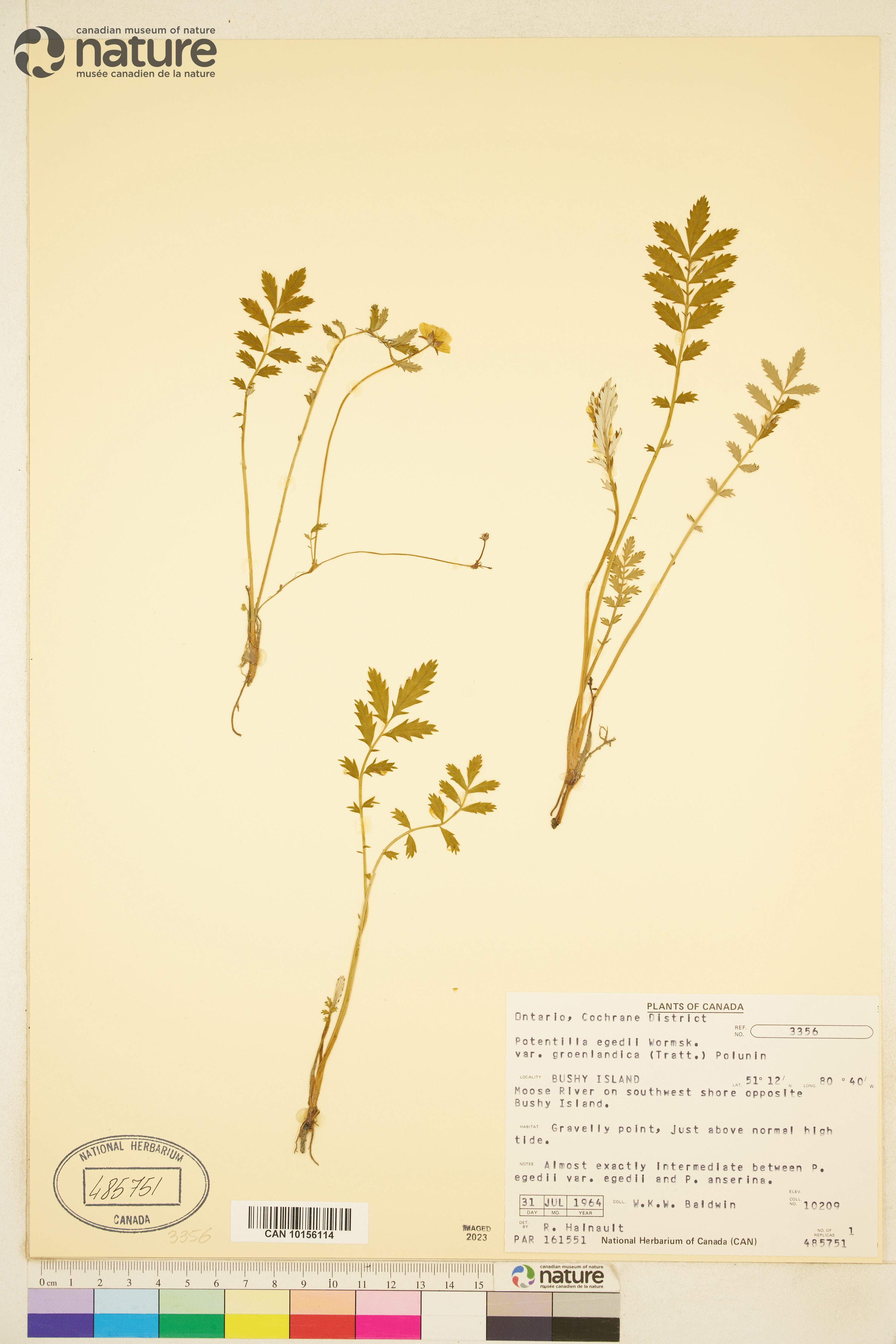 Argentina anserina subsp. groenlandica image