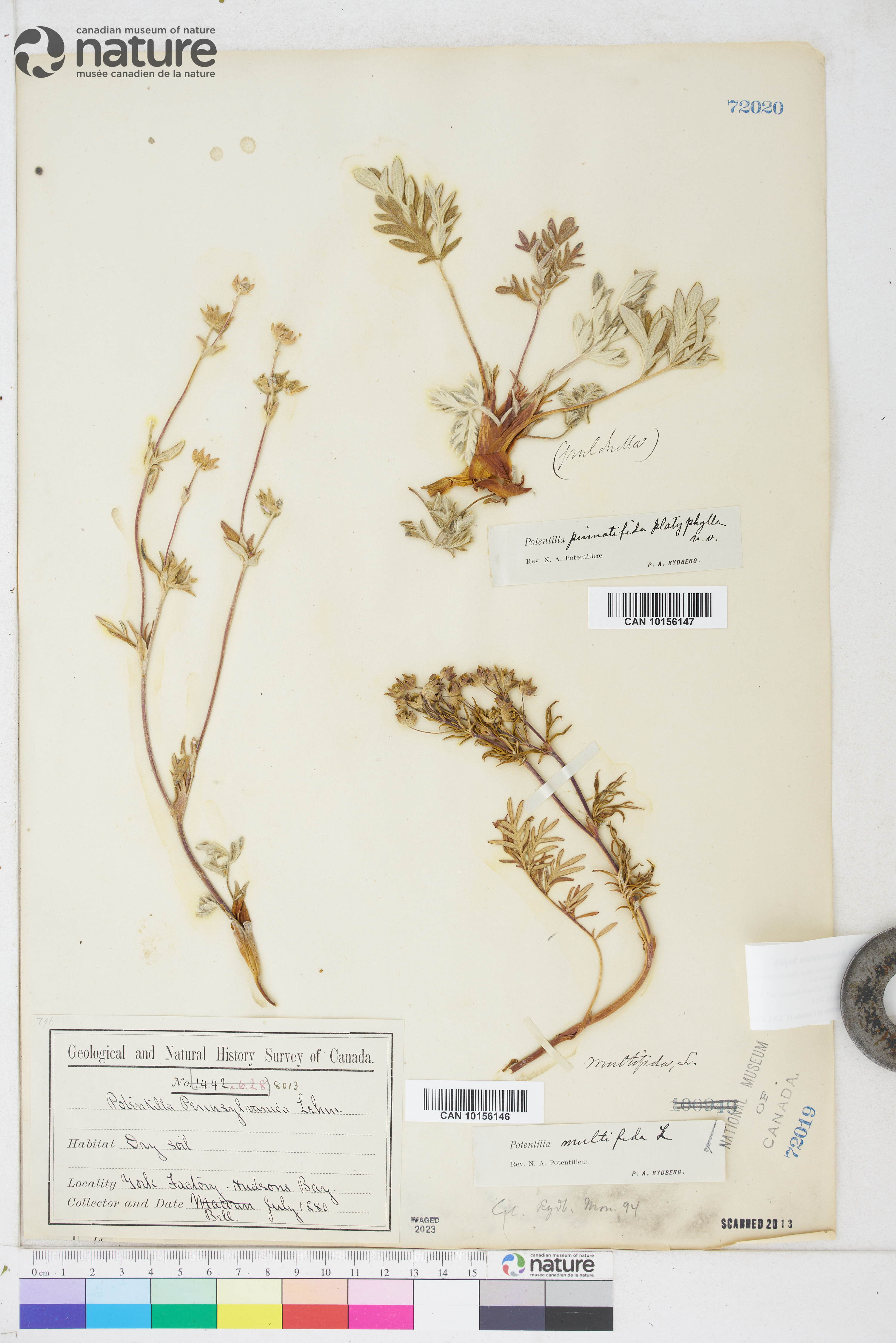 Potentilla bimundorum image