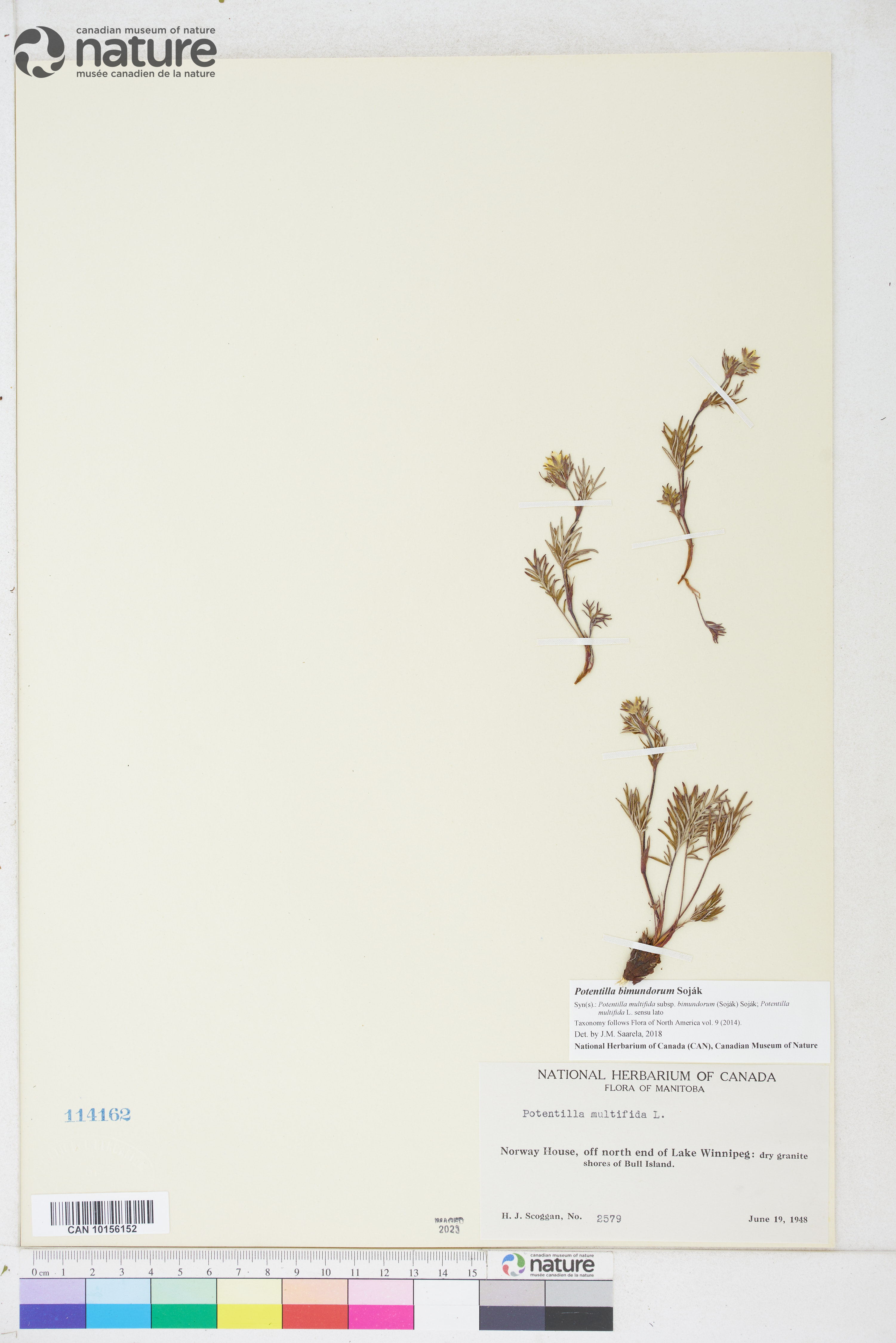 Potentilla bimundorum image