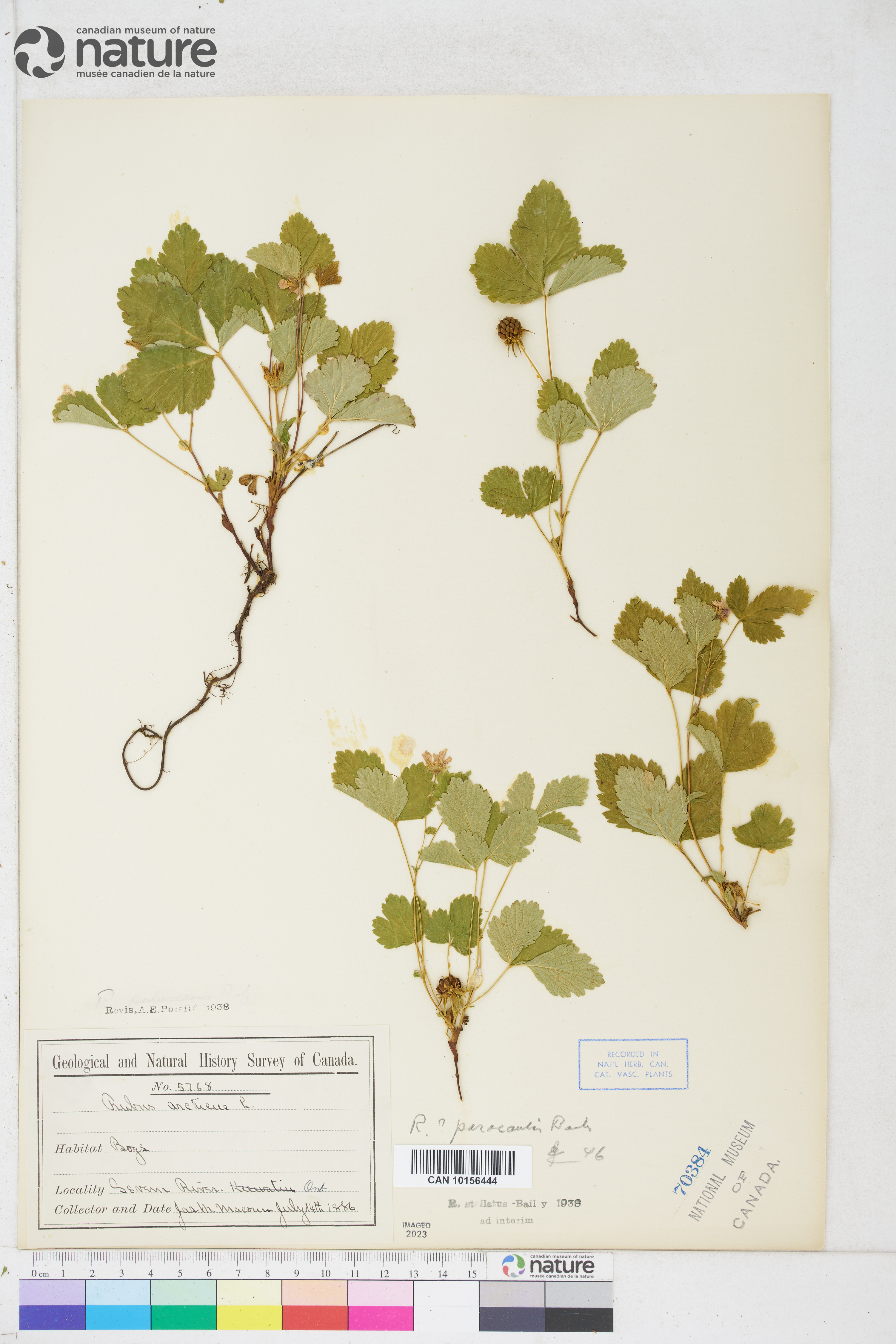 Rubus paracaulis image