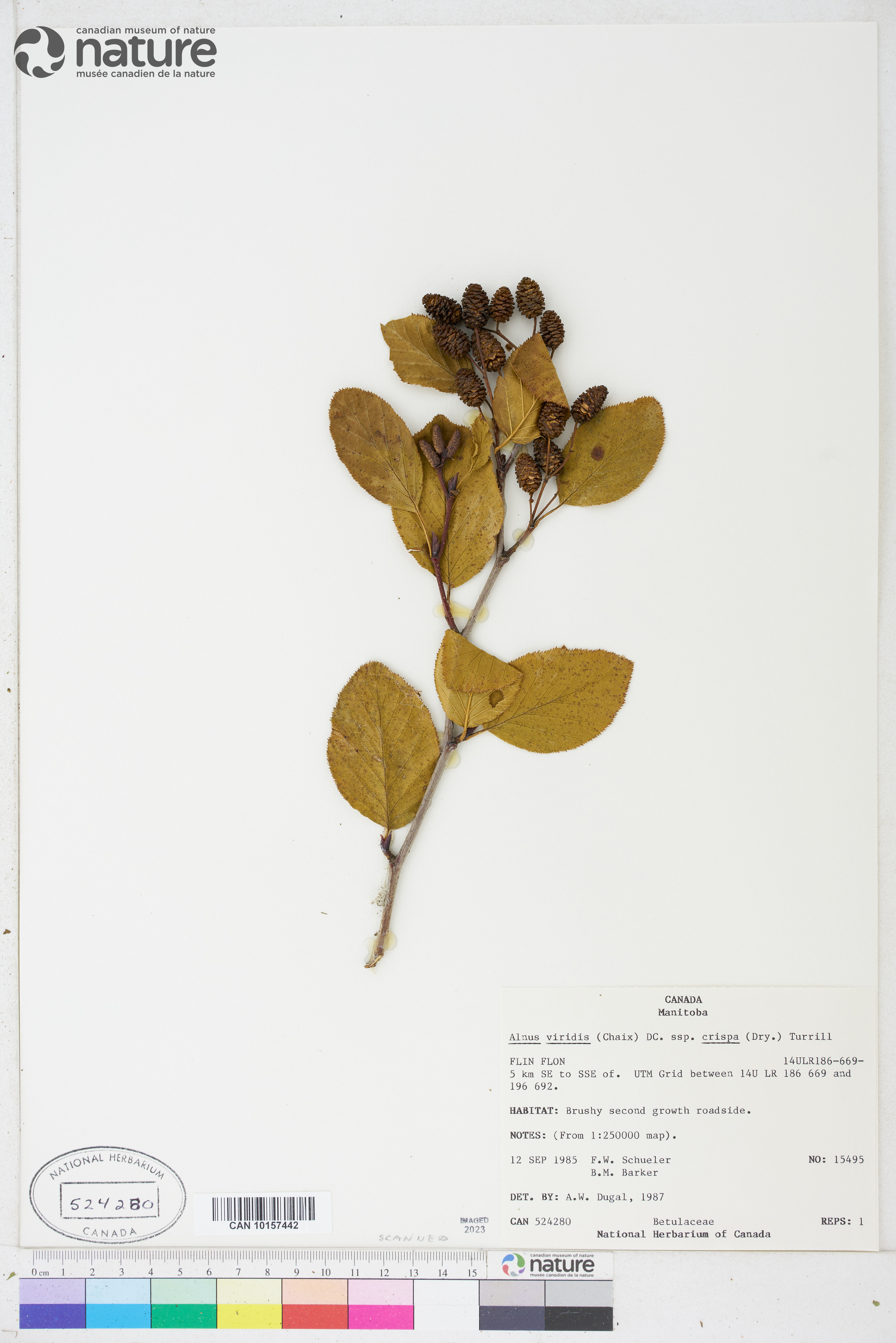 Alnus alnobetula subsp. crispa image