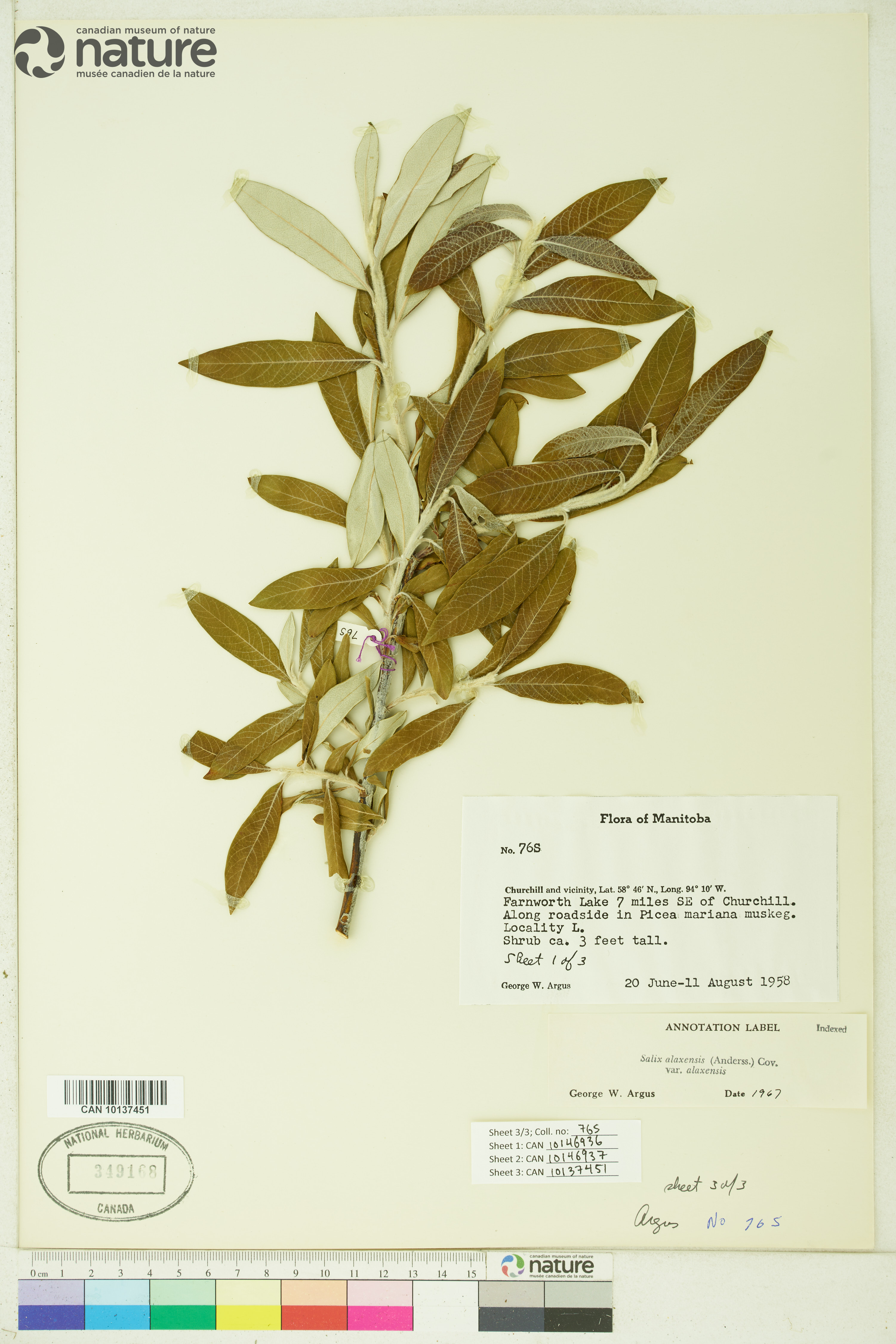 Salix alaxensis image