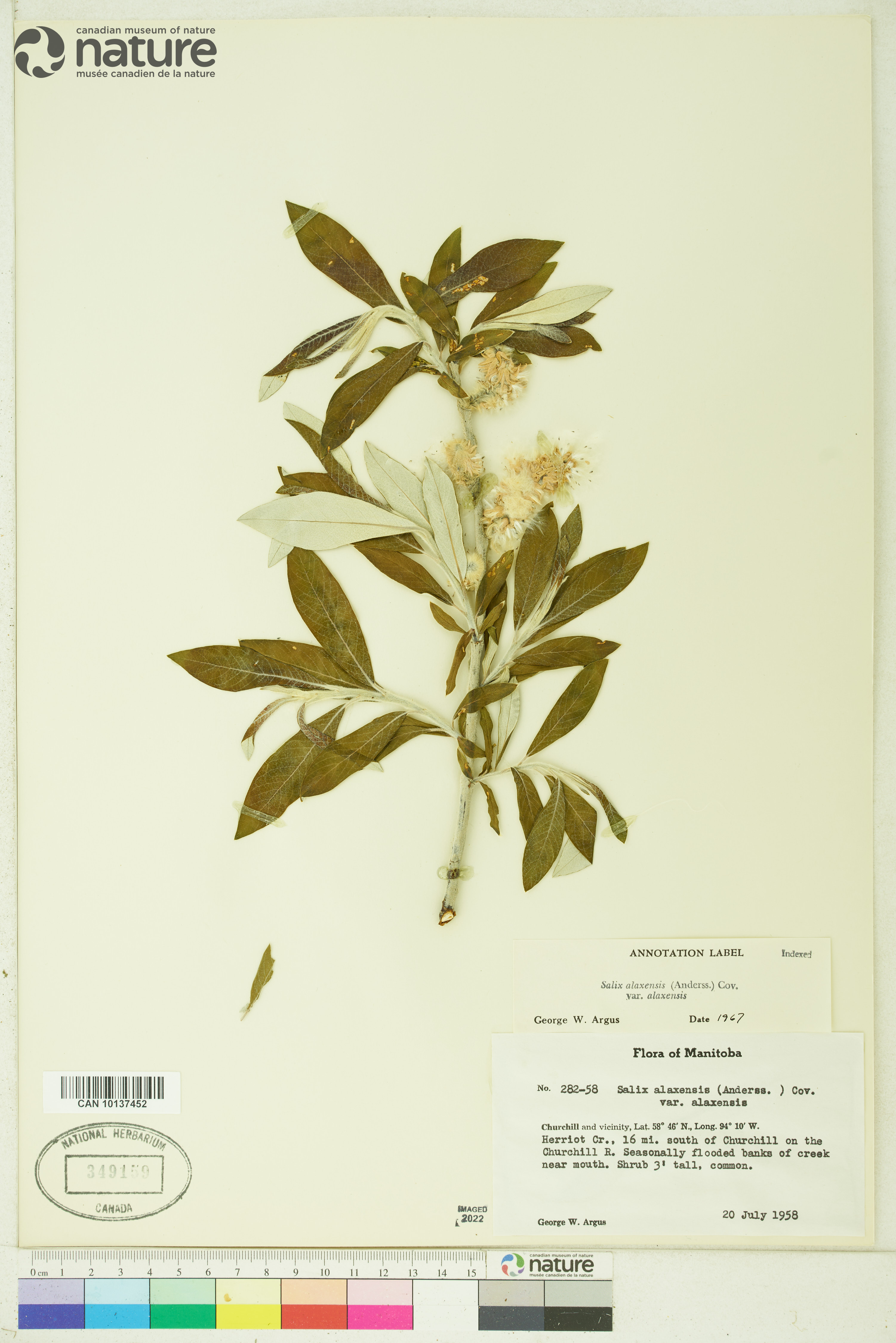 Salix alaxensis image
