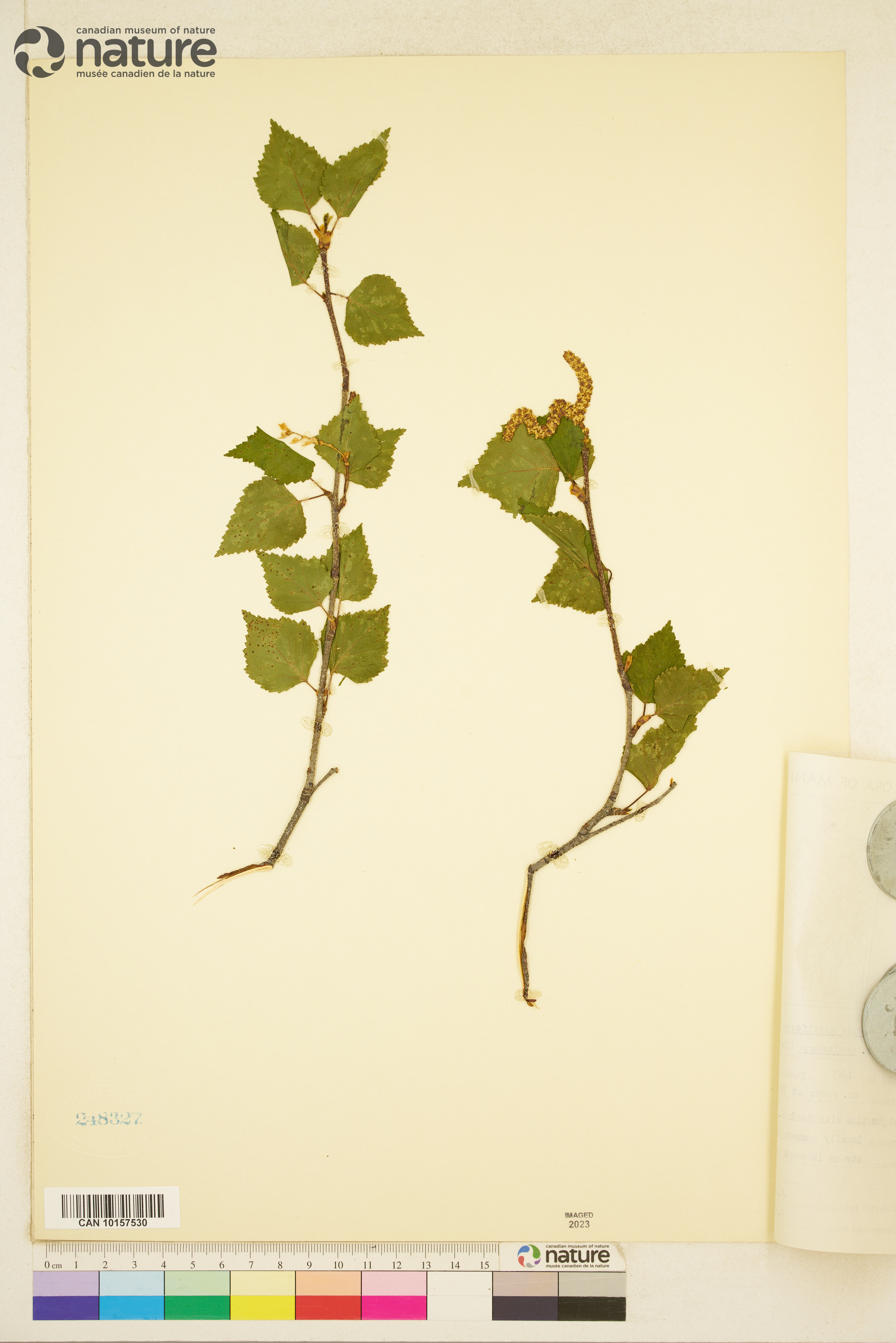 Betula neoalaskana image