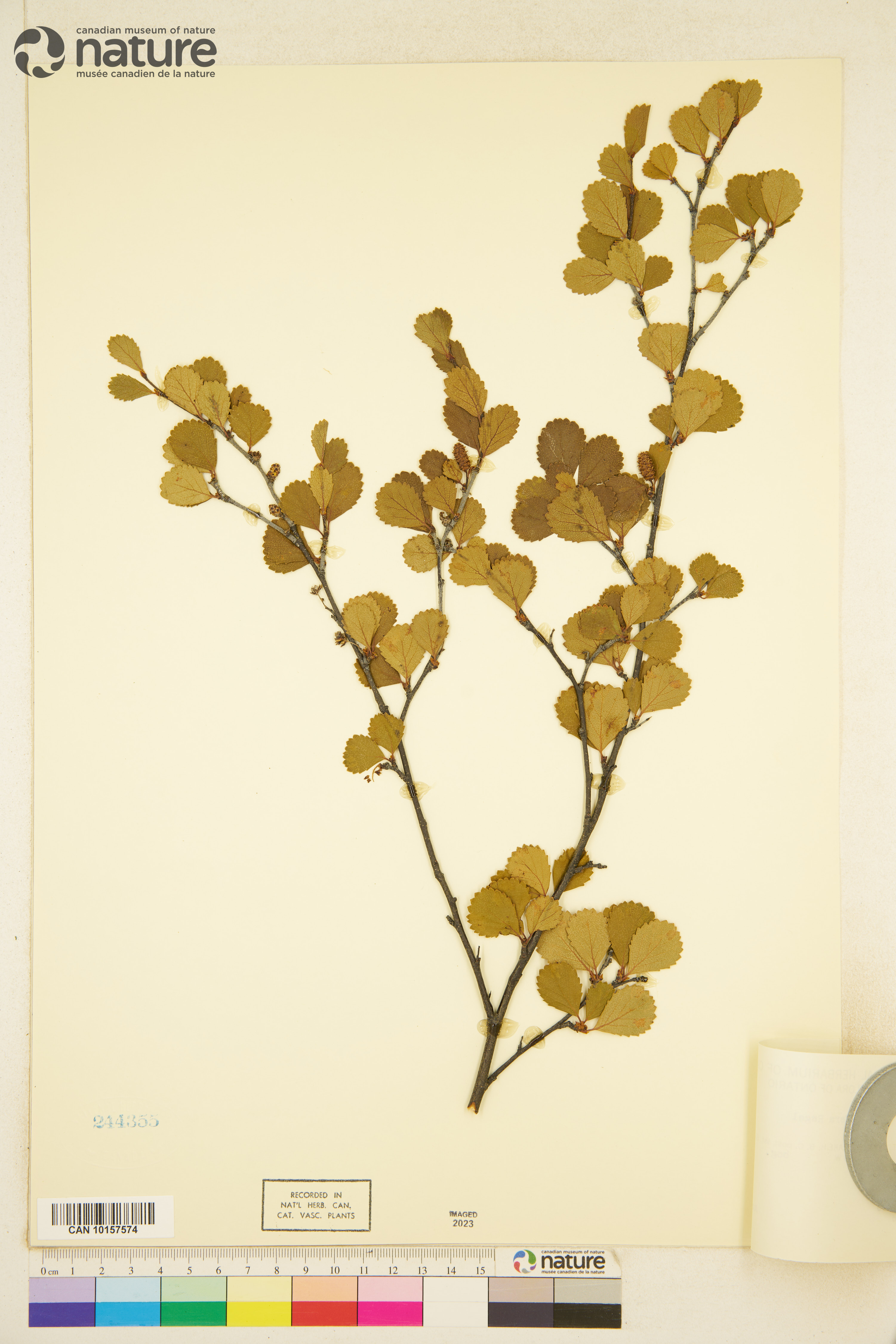 Betula pumila var. glandulifera image