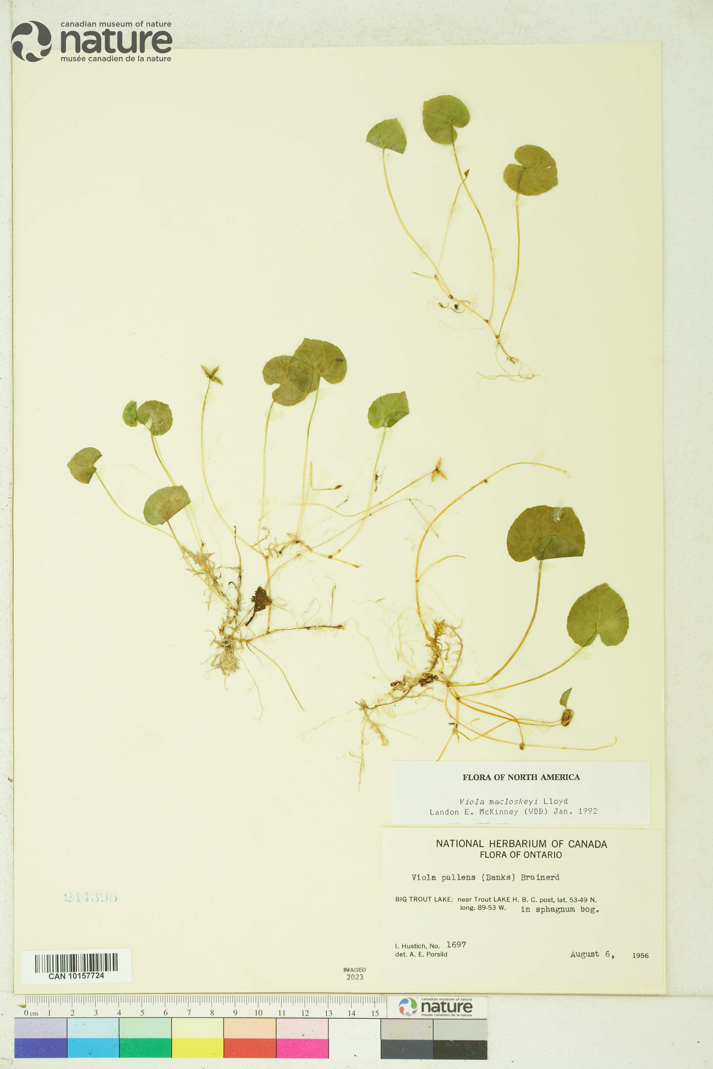 Viola macloskeyi image