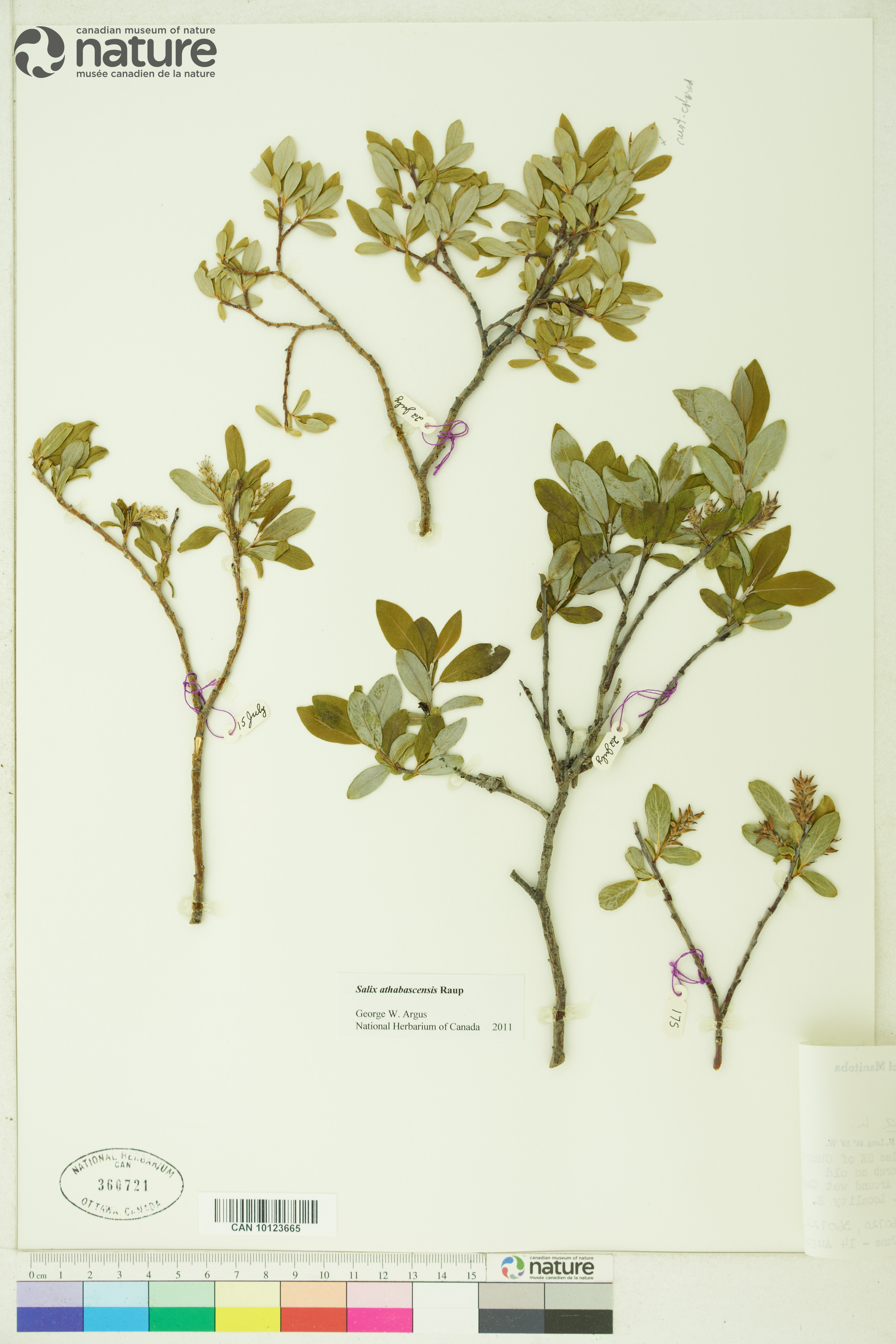 Salix athabascensis image