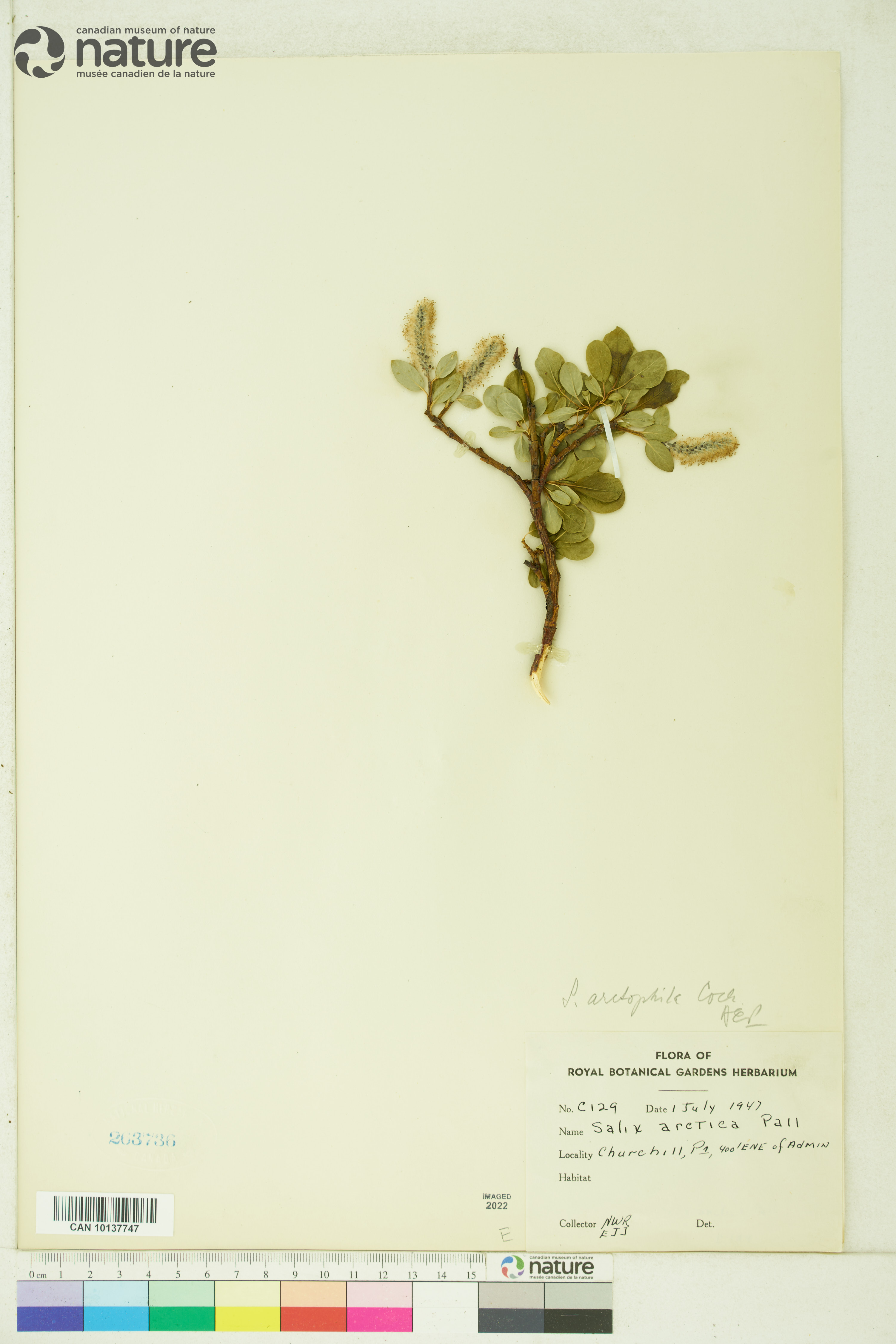 Salix arctophila image