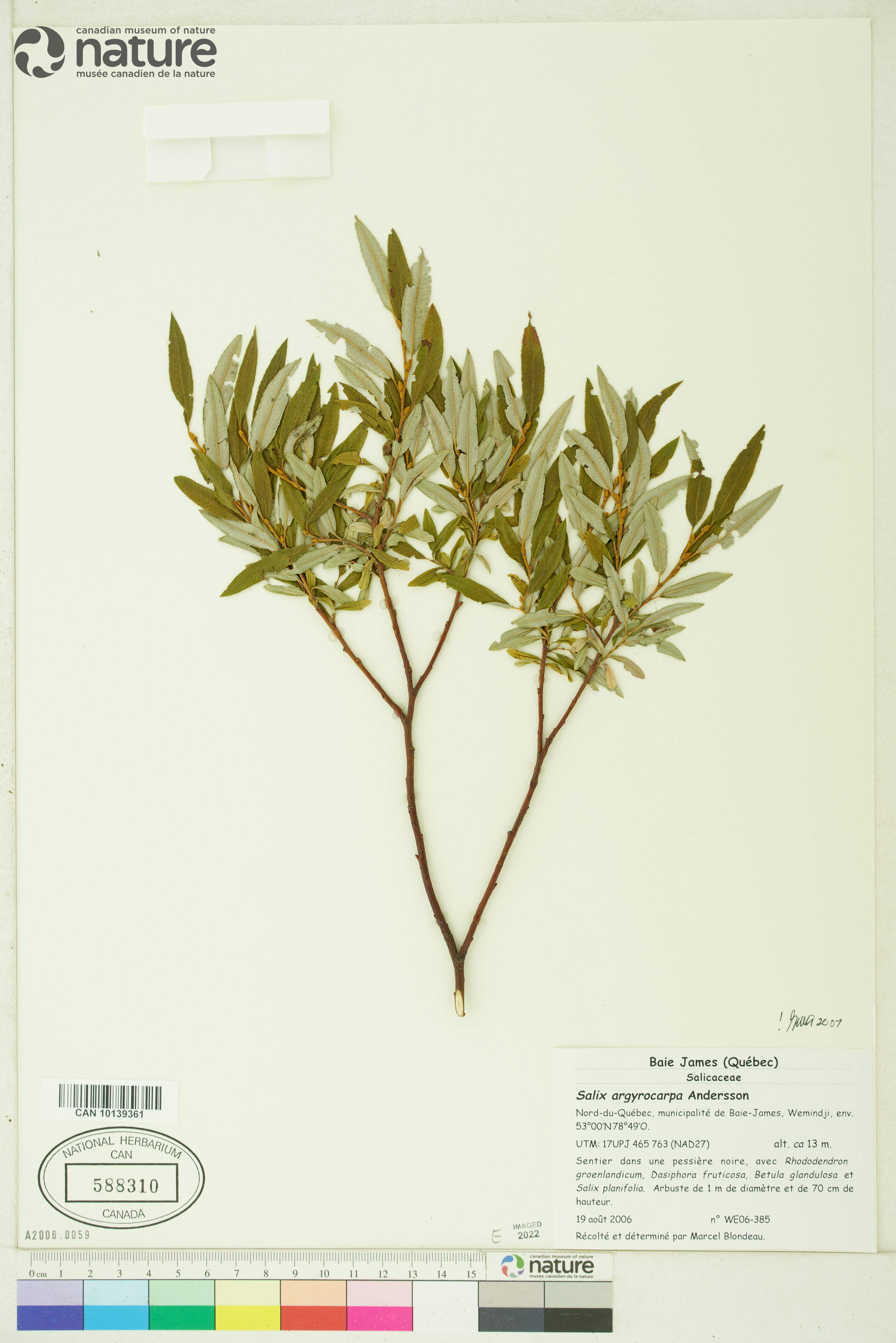 Salix arctophila image