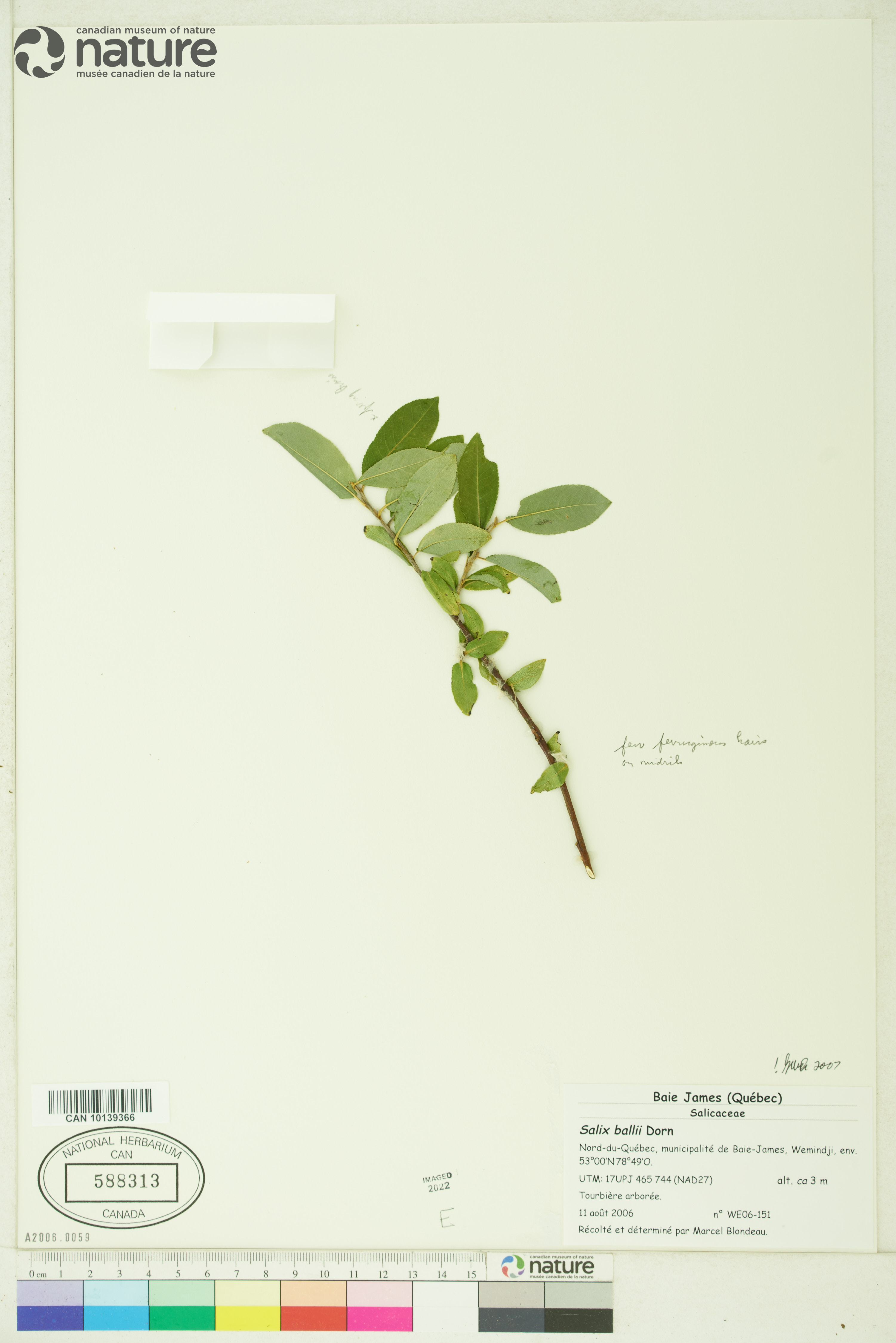 Salix ballii image