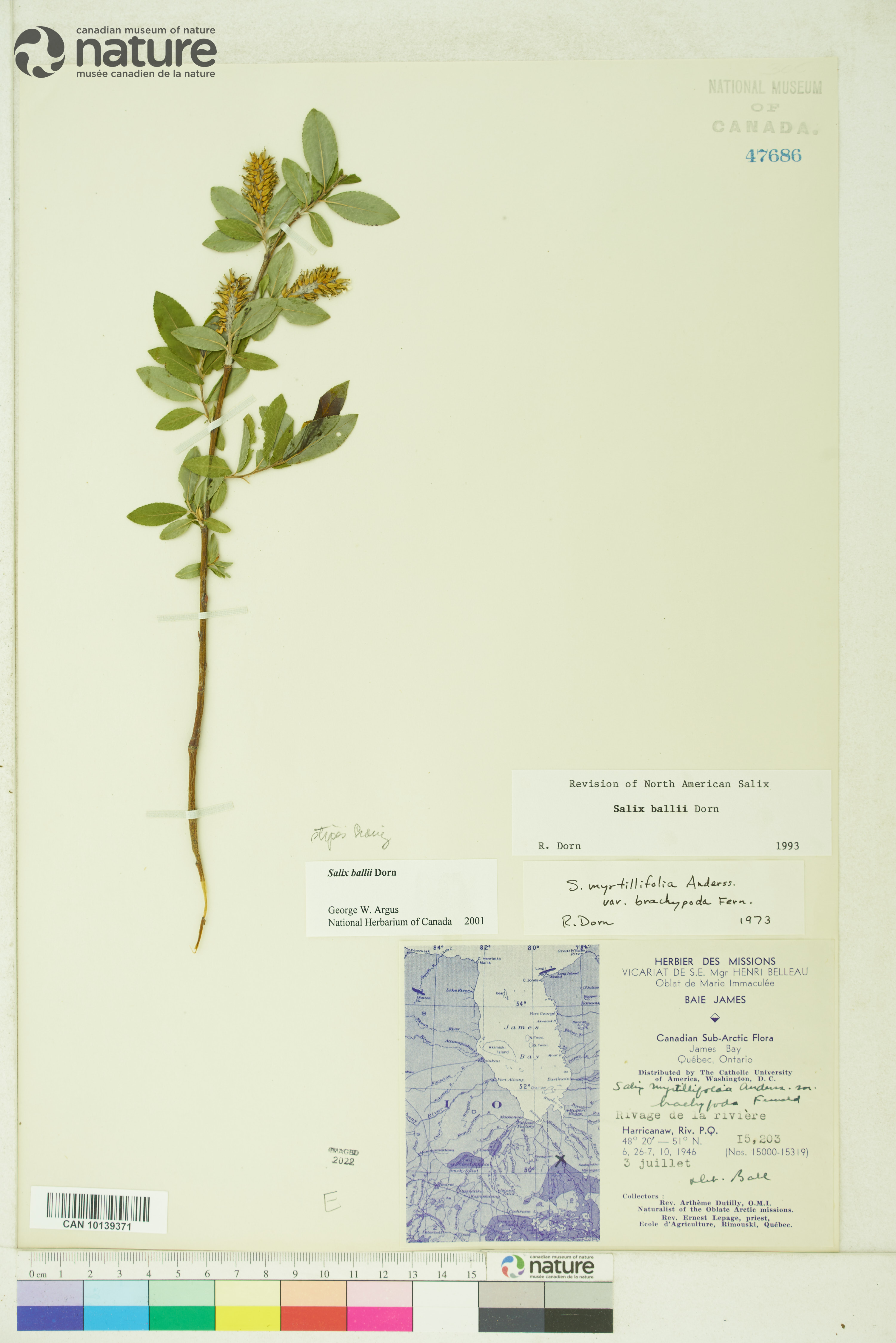 Salix ballii image