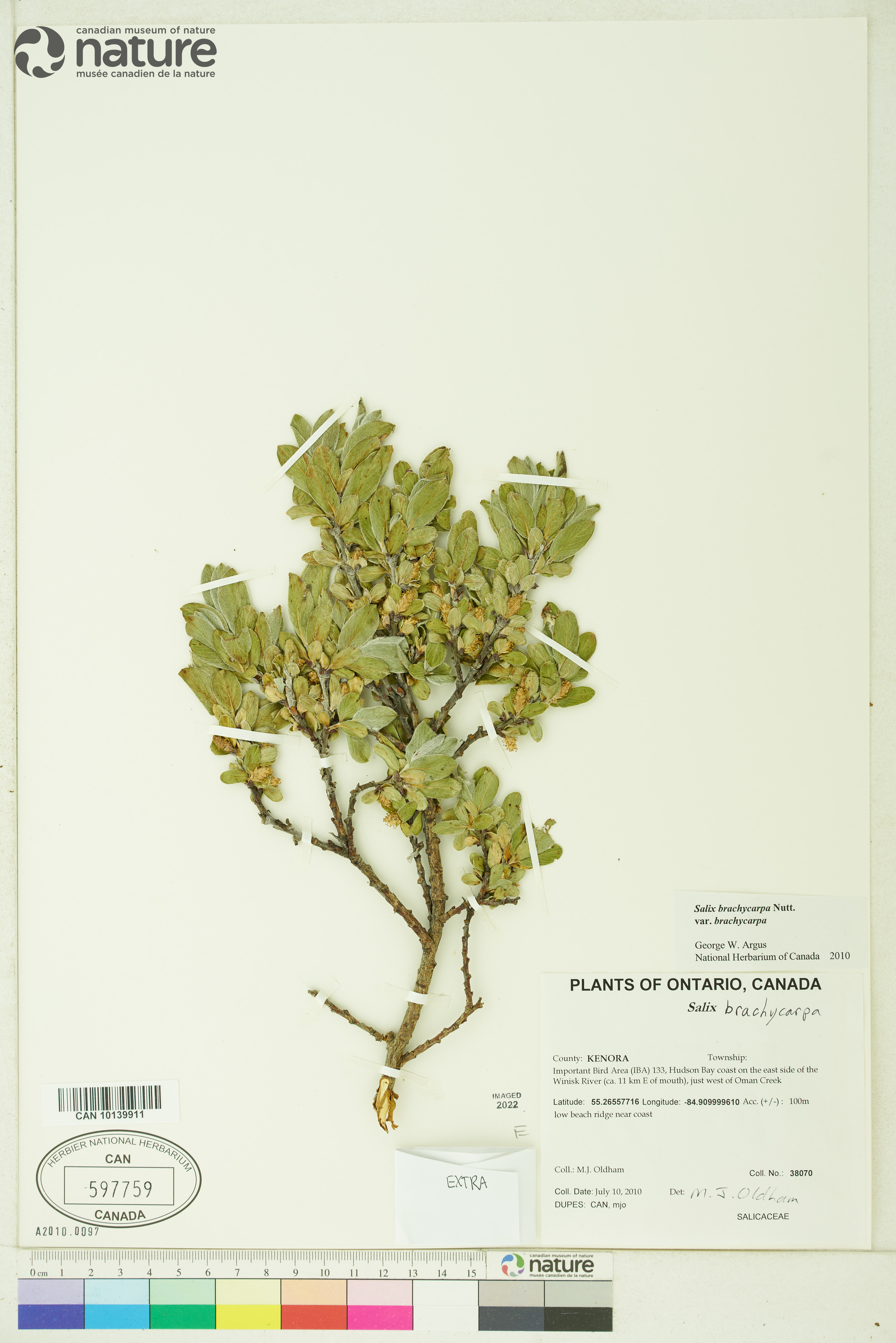 Salix brachycarpa image