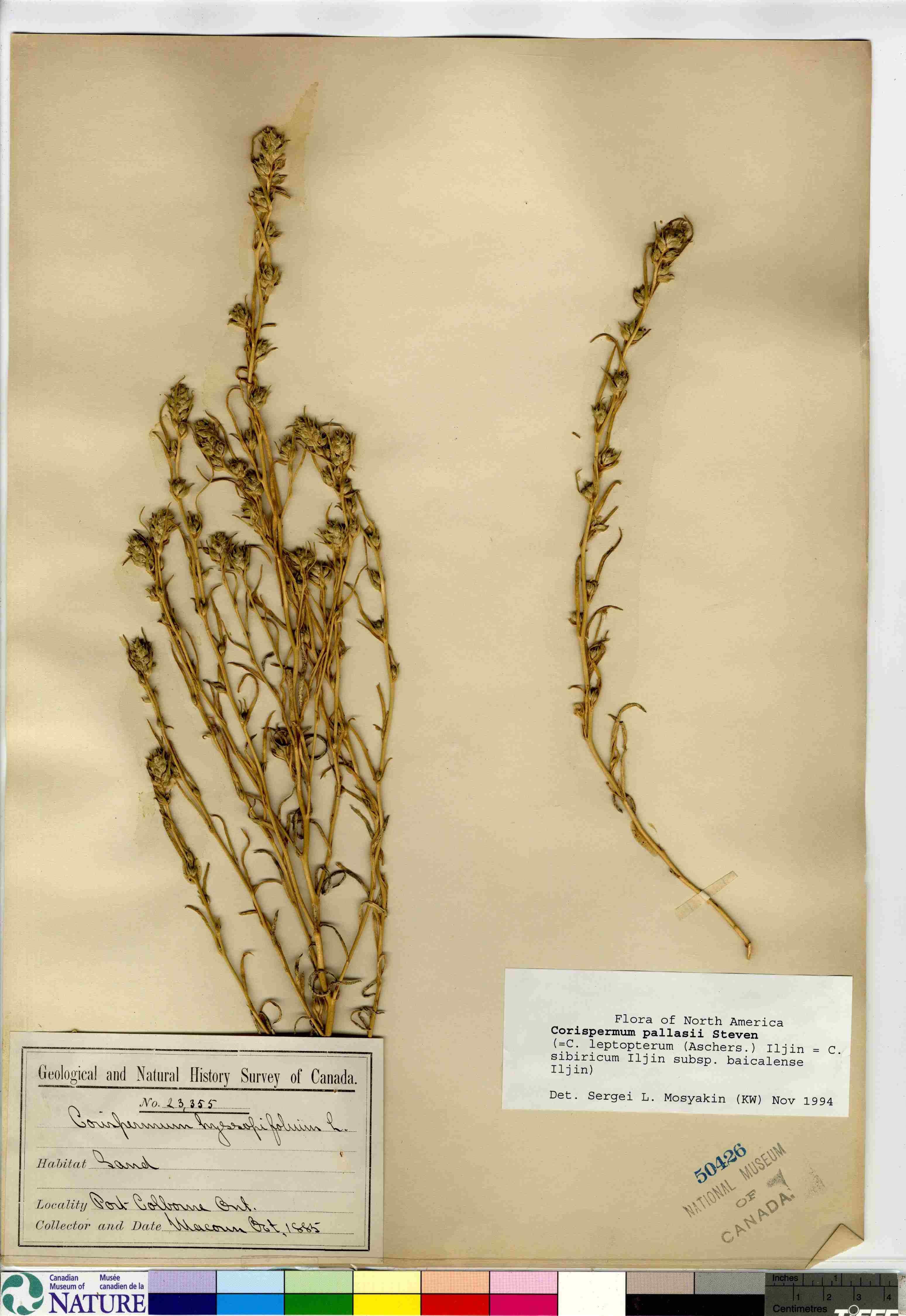 Corispermum pallasii image