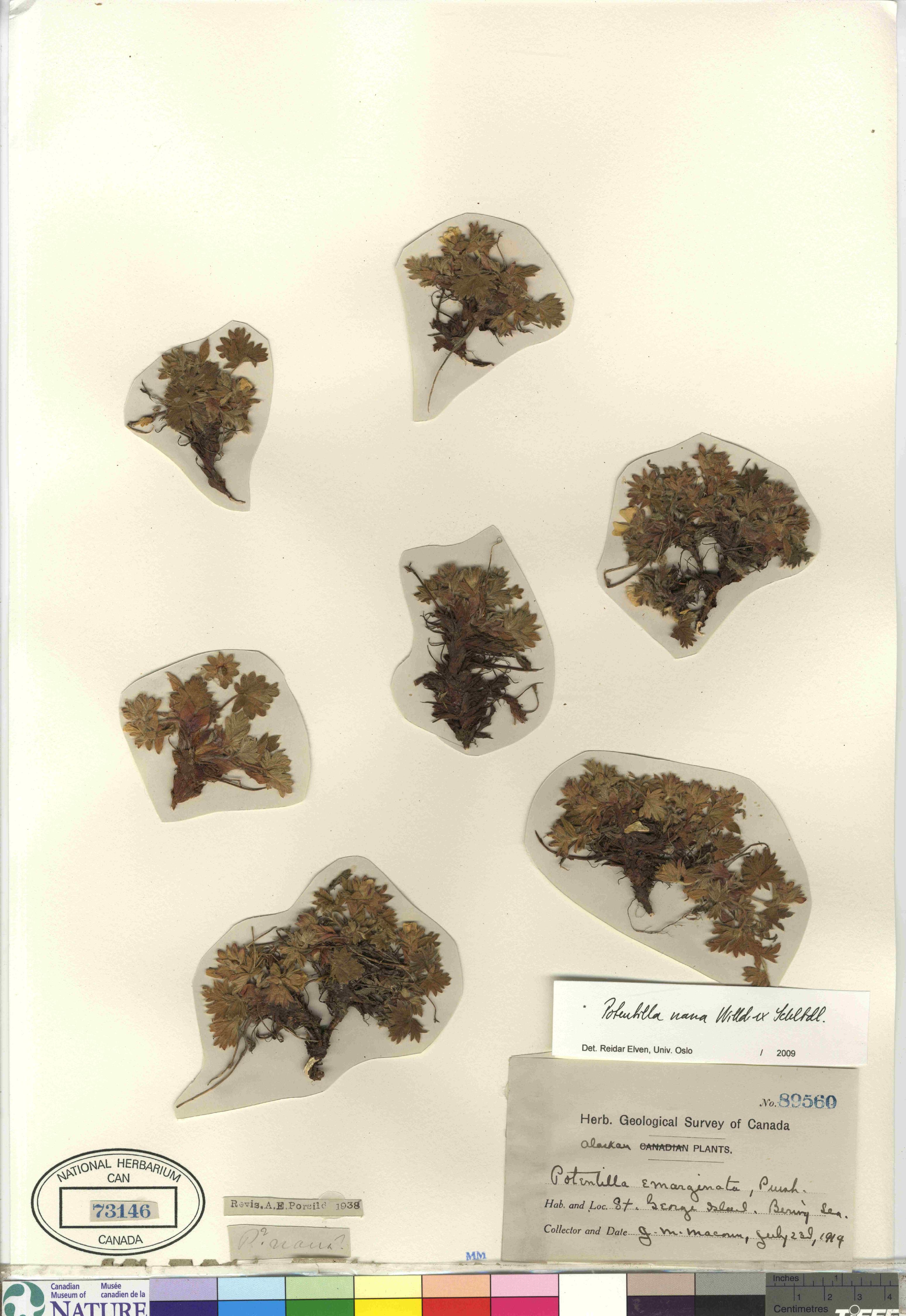 Potentilla nana image