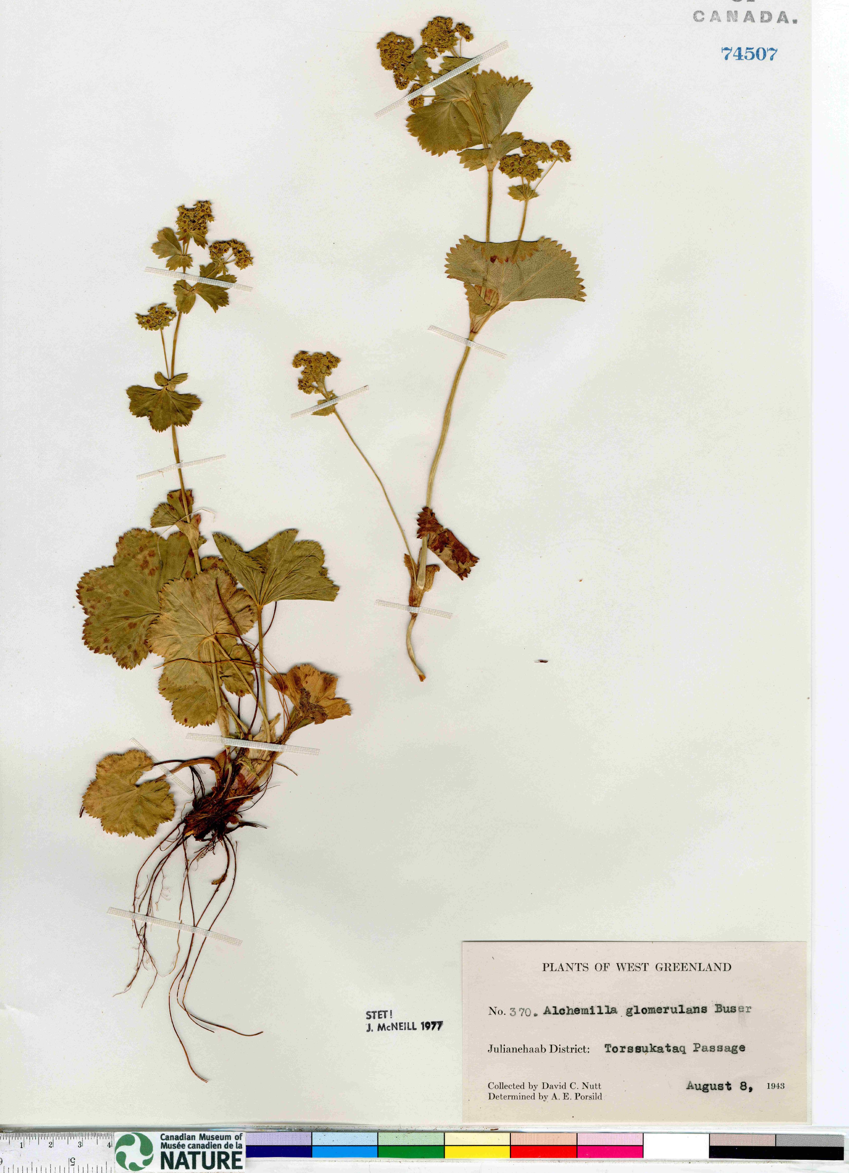Alchemilla glomerulans image