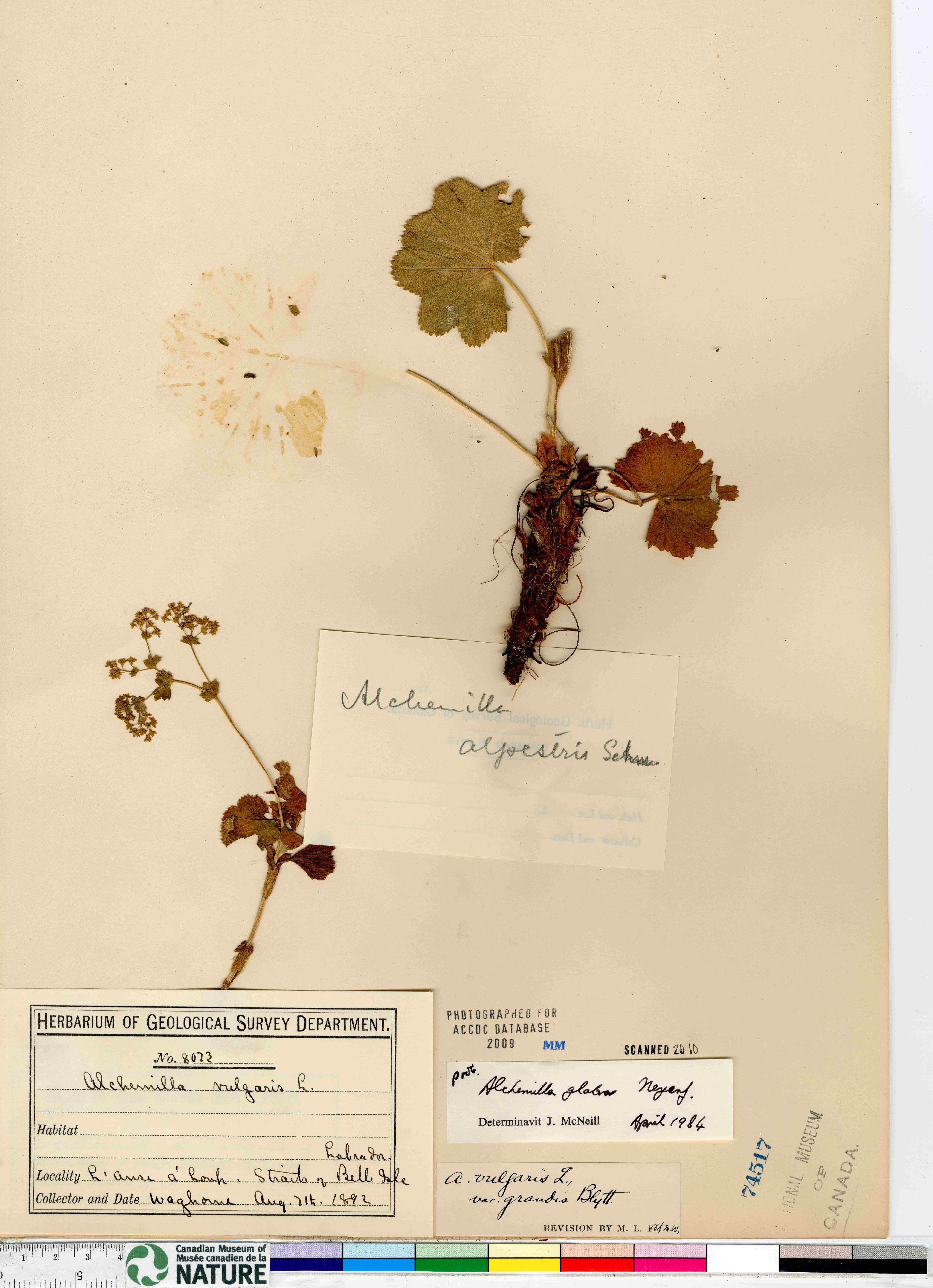 Alchemilla glabra image