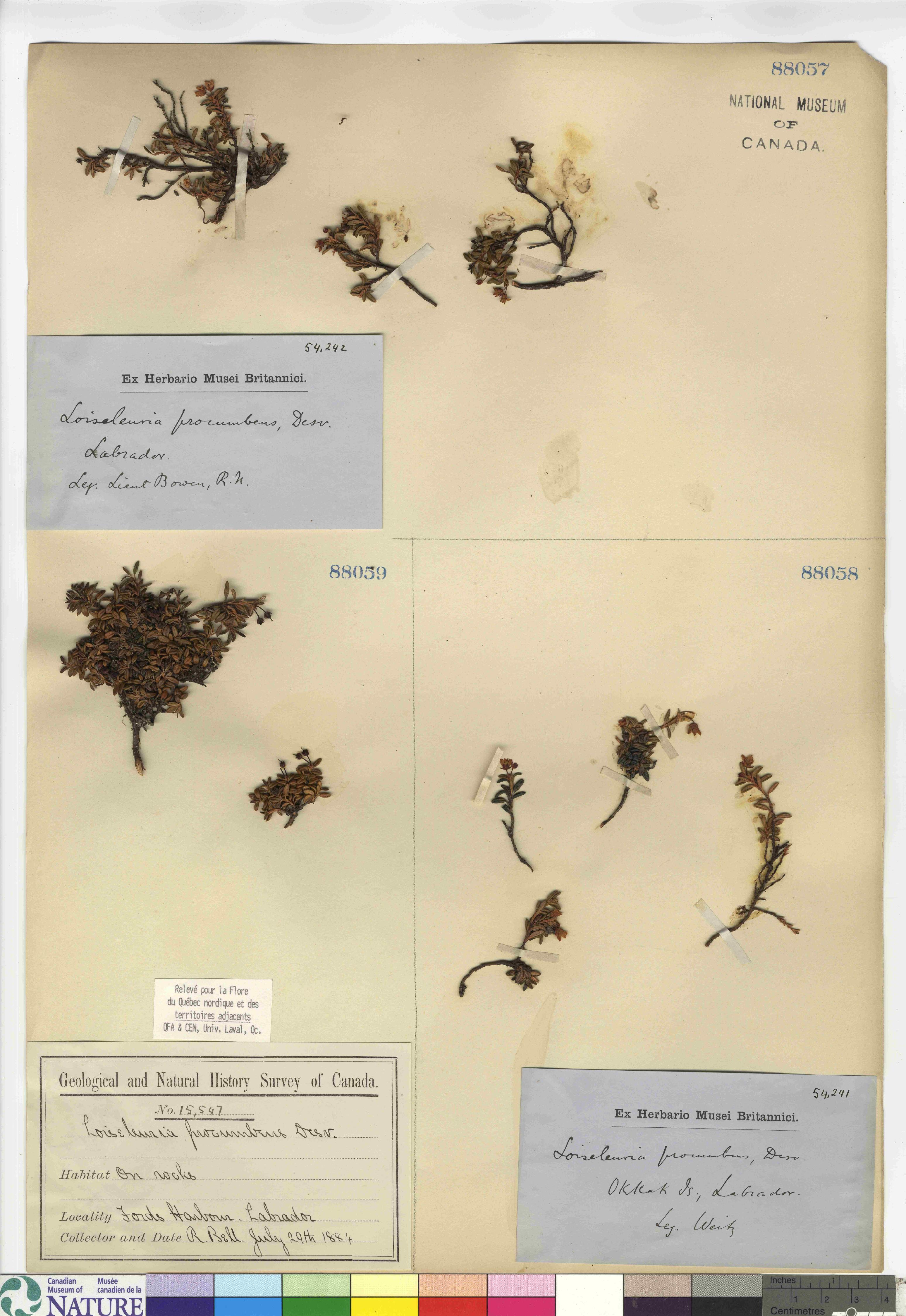 Kalmia procumbens image