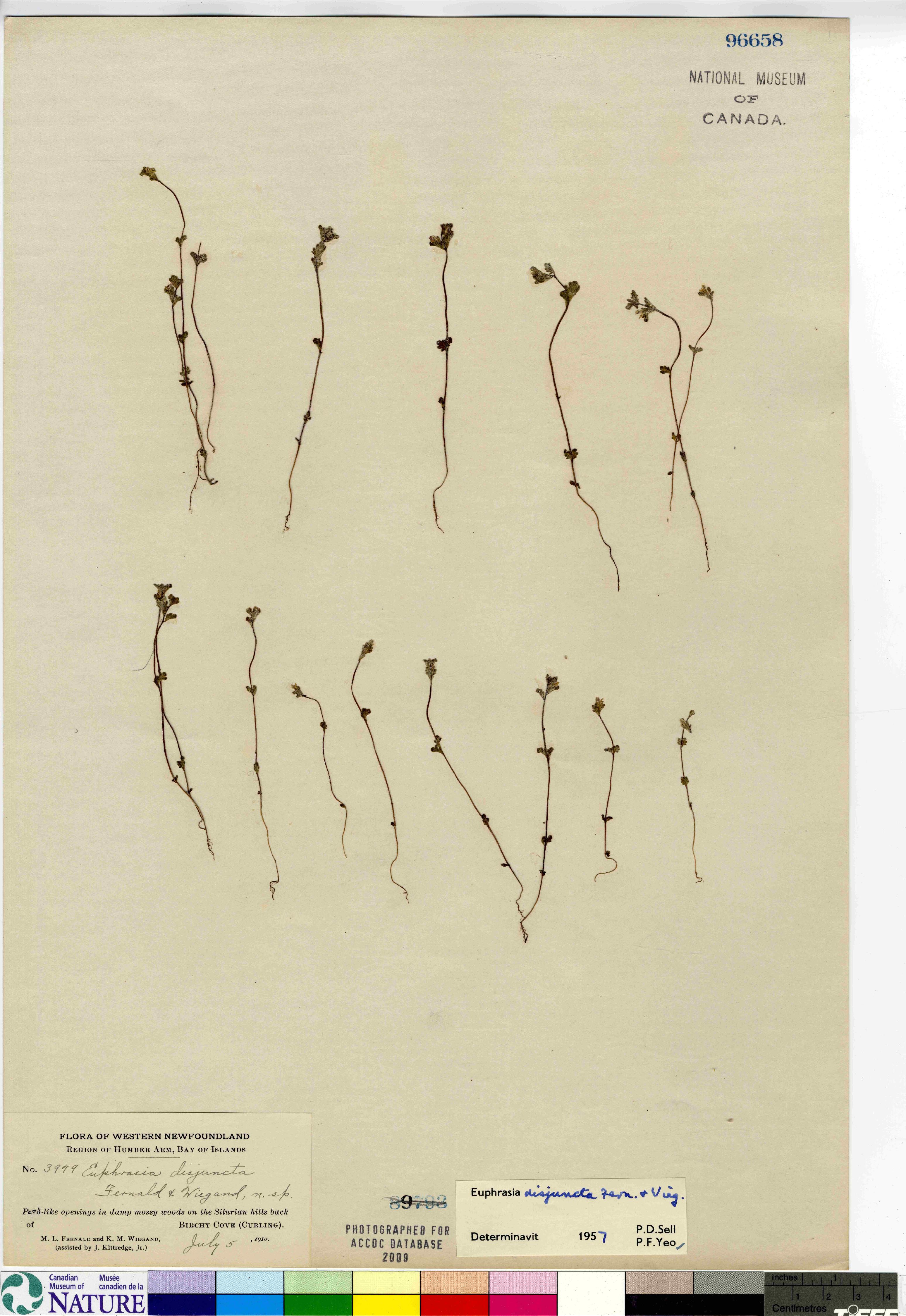 Euphrasia disjuncta image