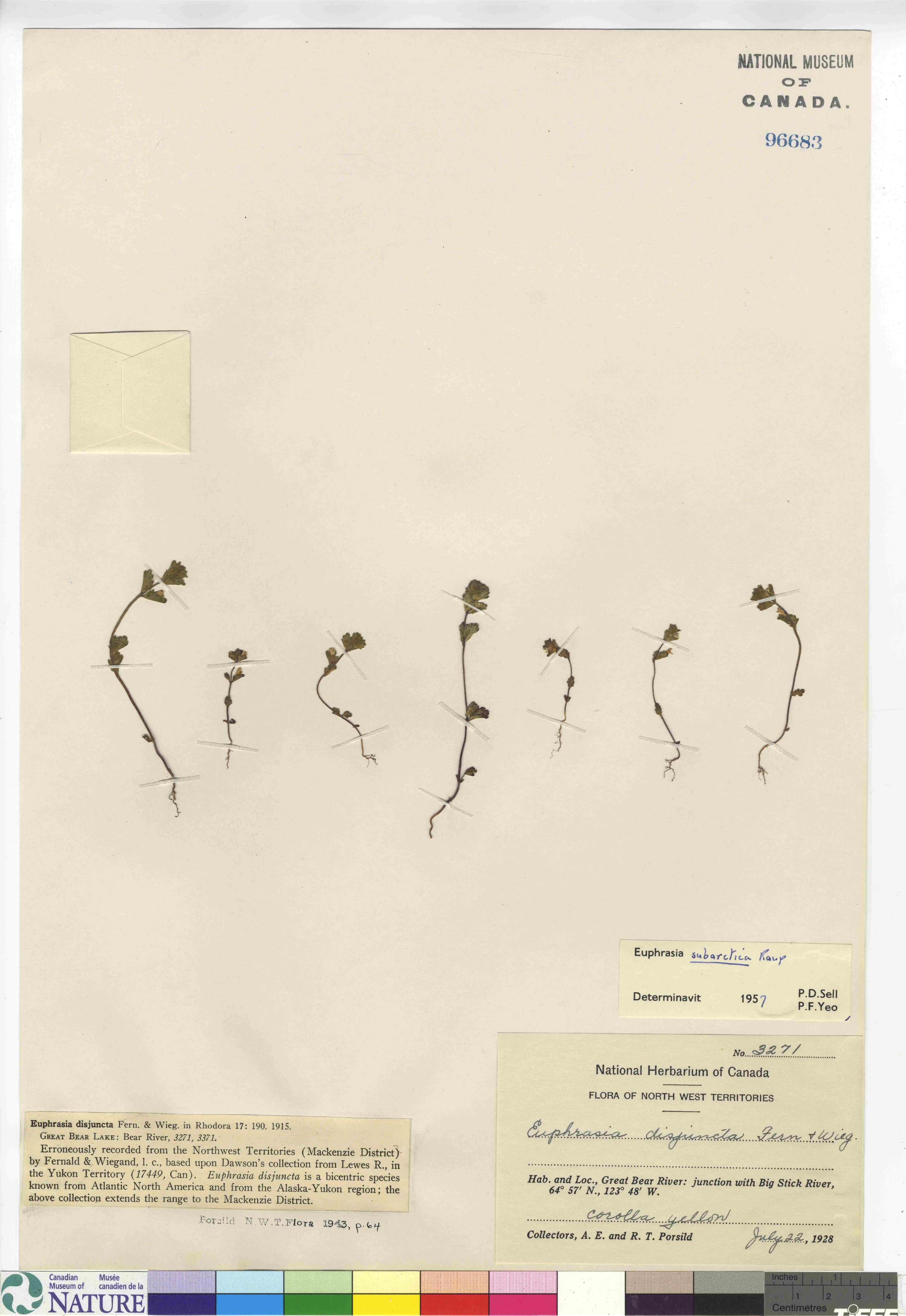 Euphrasia subarctica image