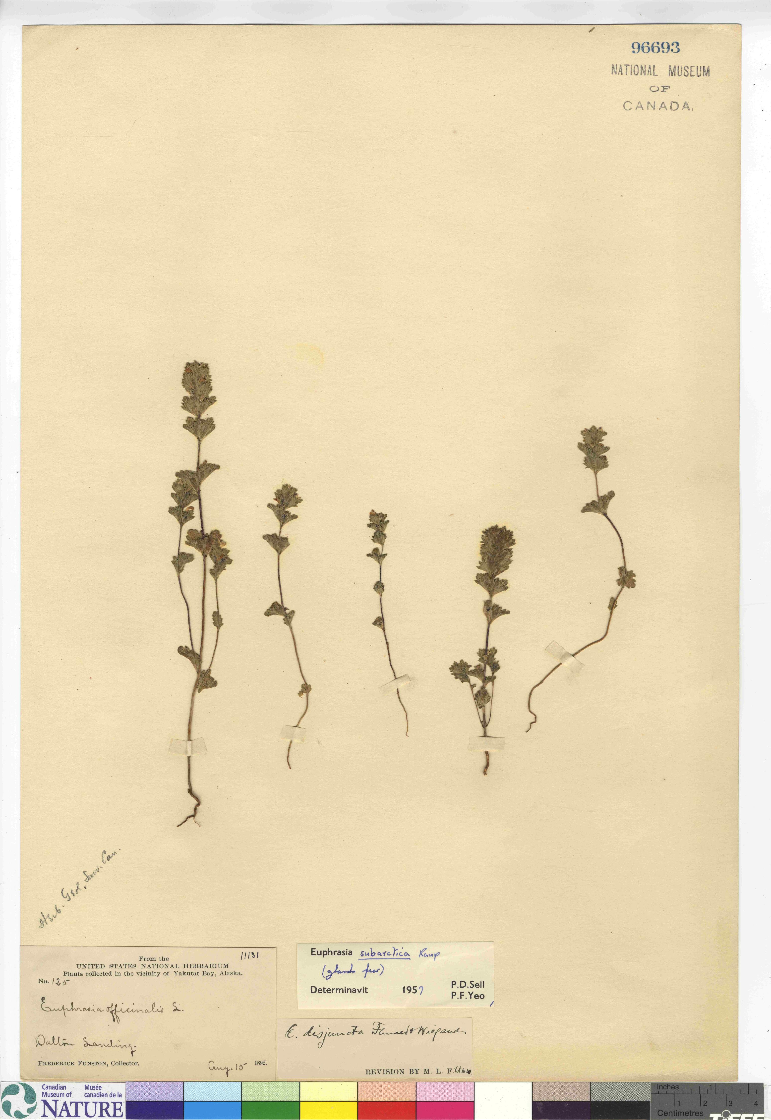 Euphrasia subarctica image