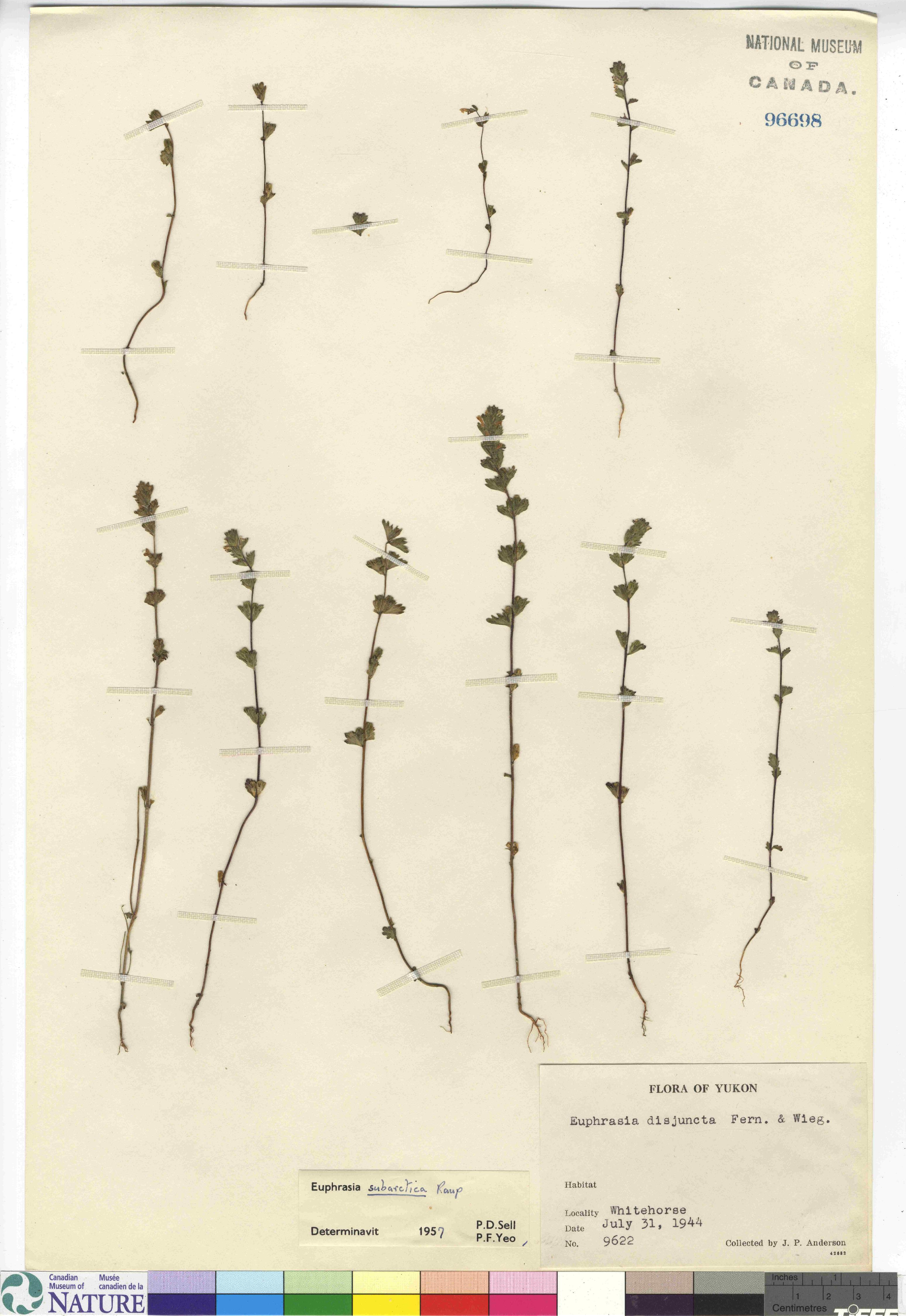 Euphrasia subarctica image
