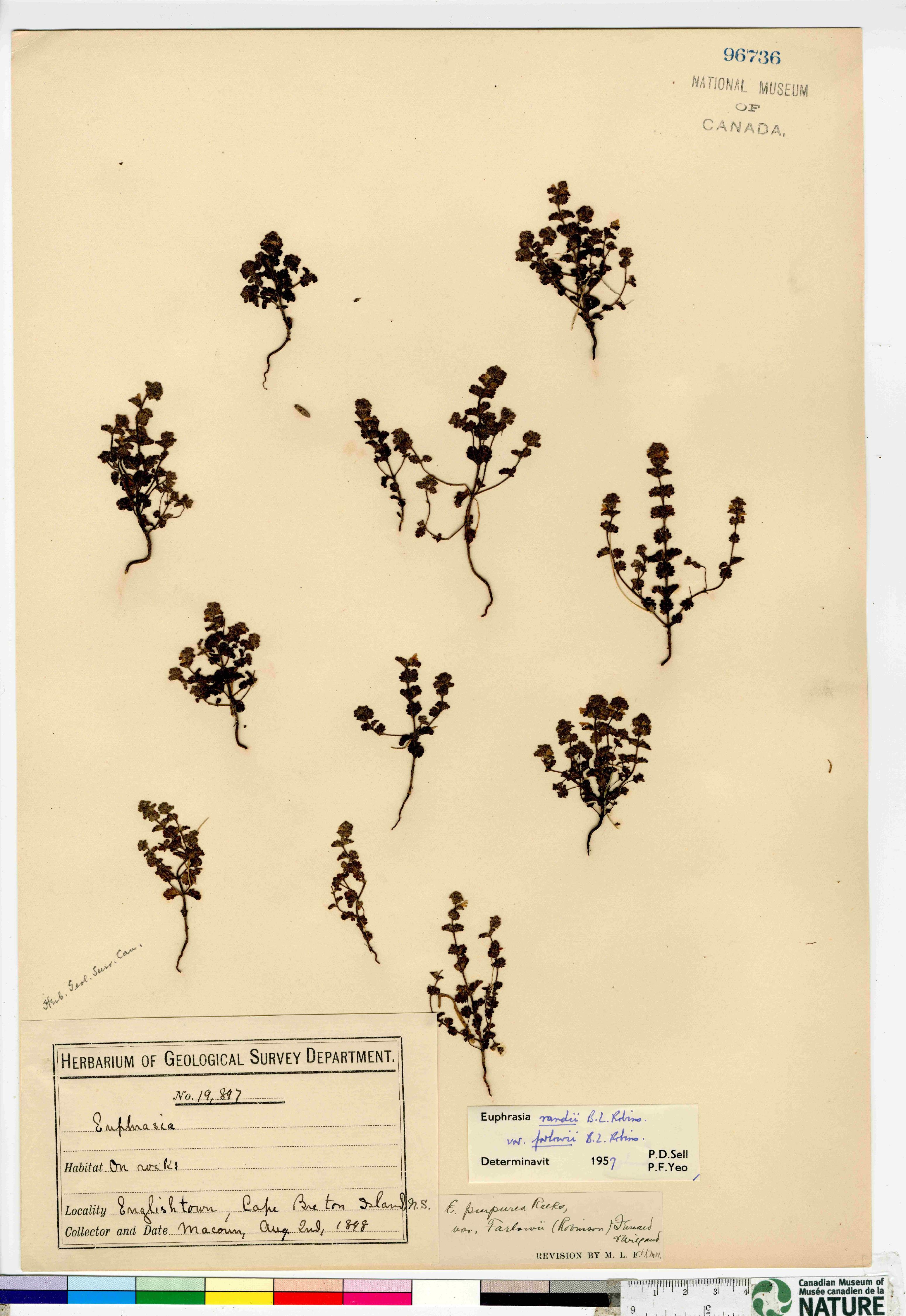 Euphrasia randii var. farlowii image