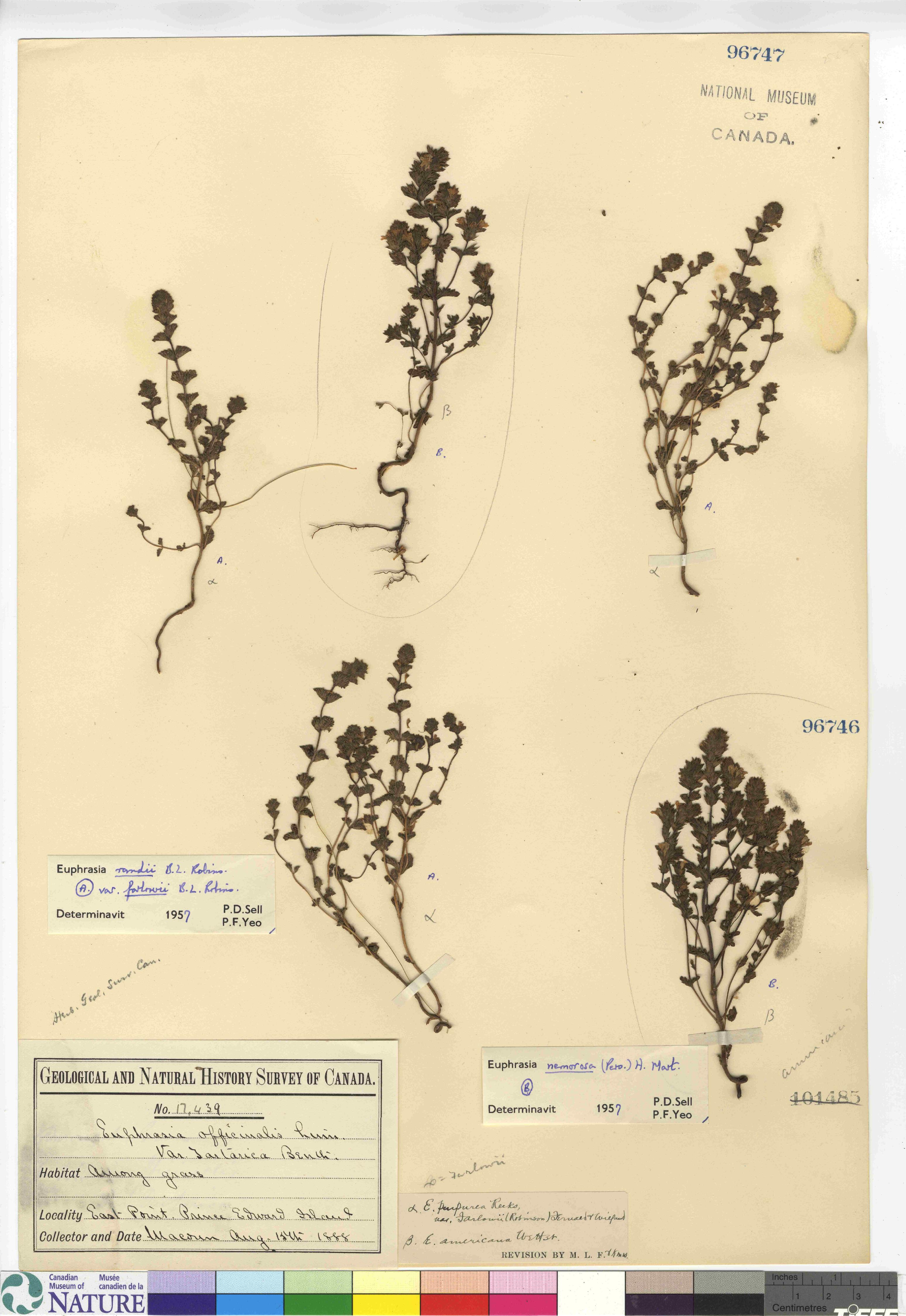 Euphrasia randii var. farlowii image
