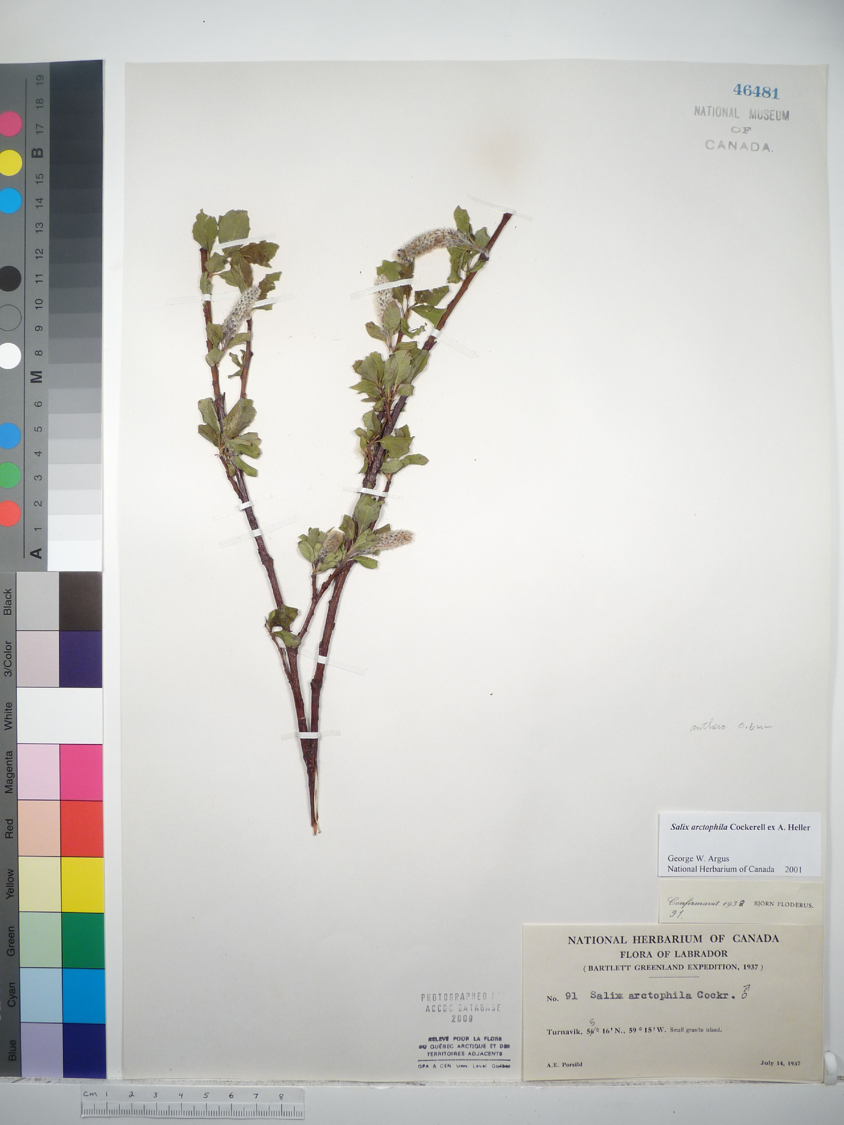 Salix arctophila image