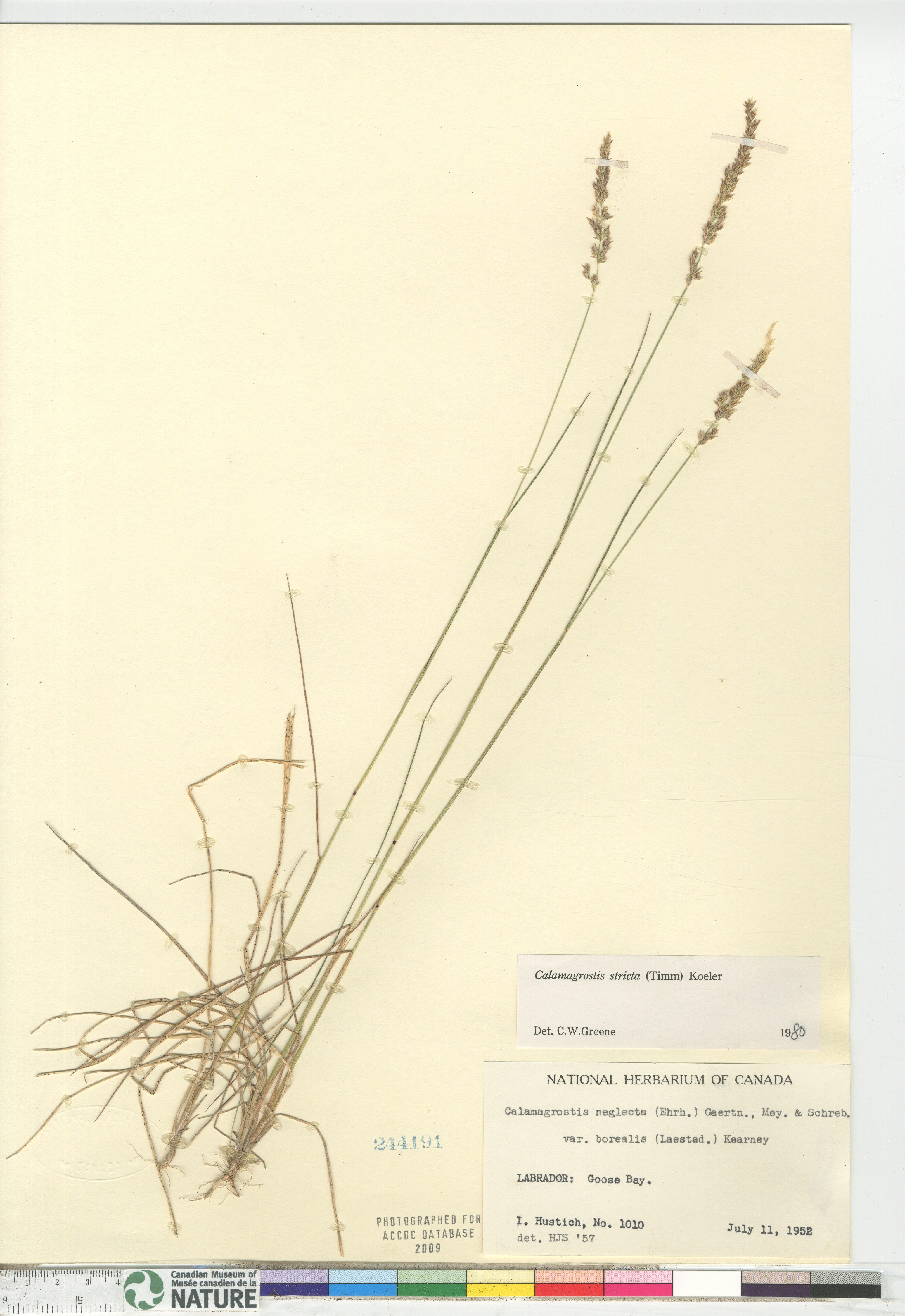 Calamagrostis stricta subsp. stricta image