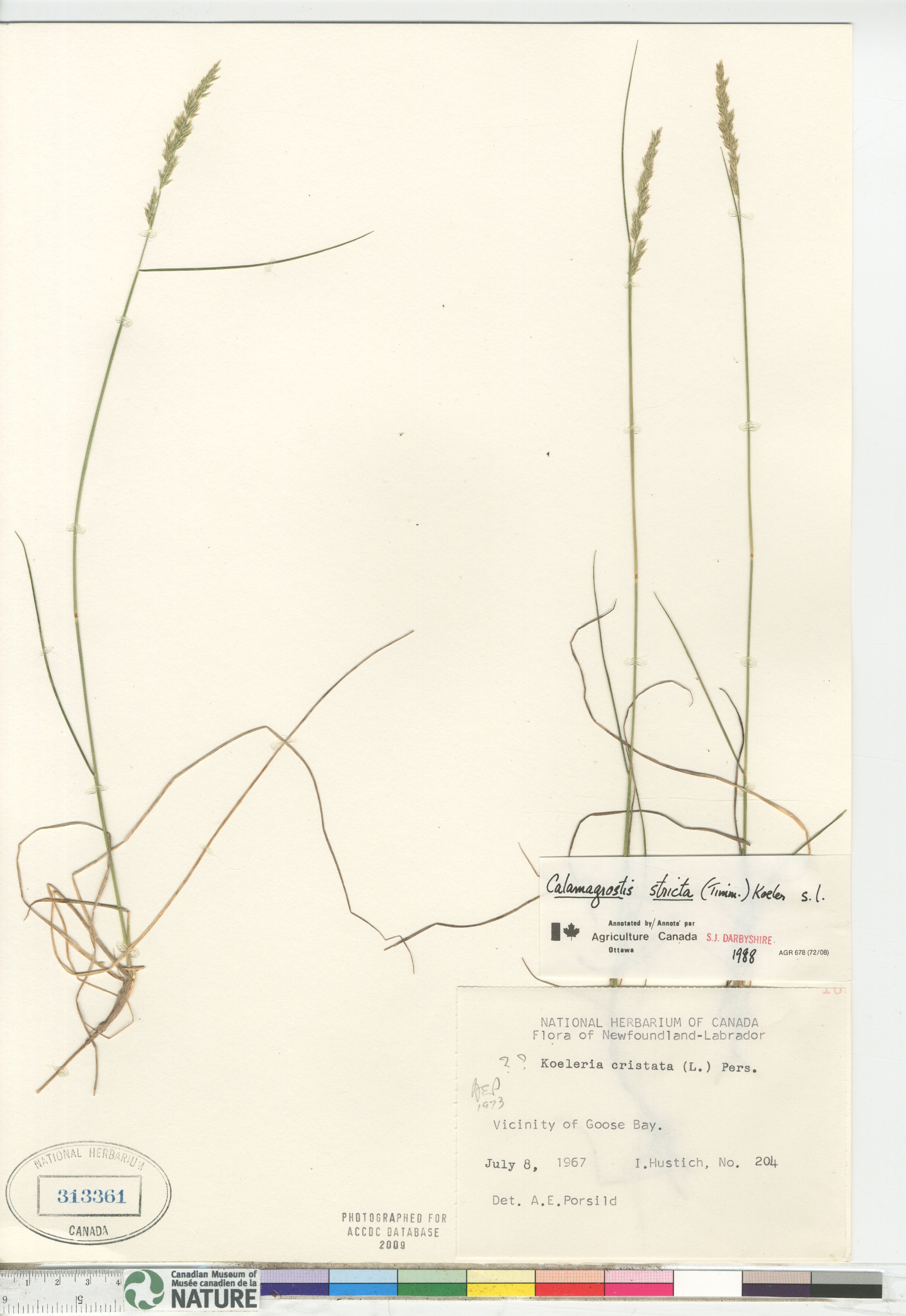 Calamagrostis stricta subsp. stricta image