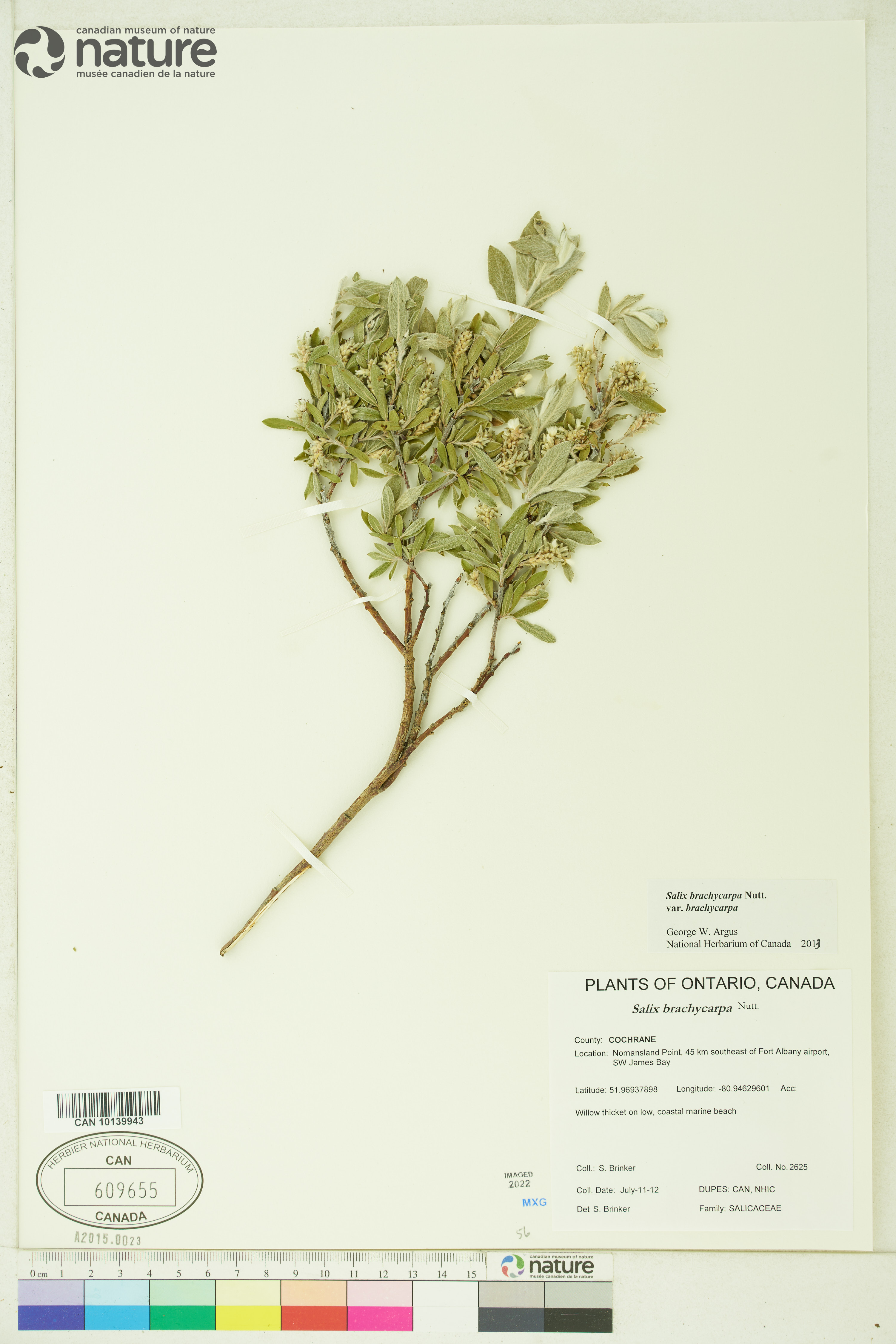 Salix brachycarpa image