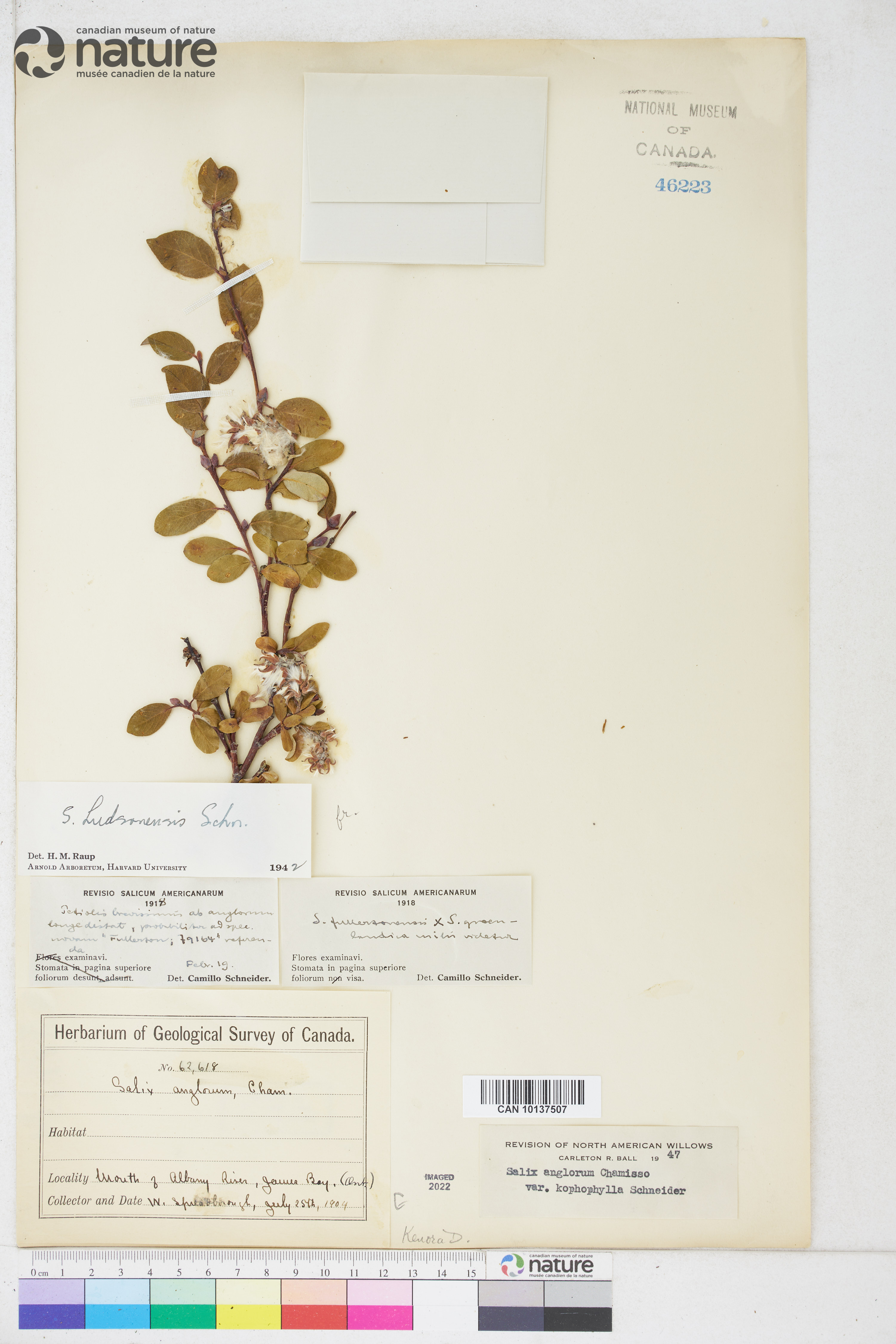 Salix hudsonensis image