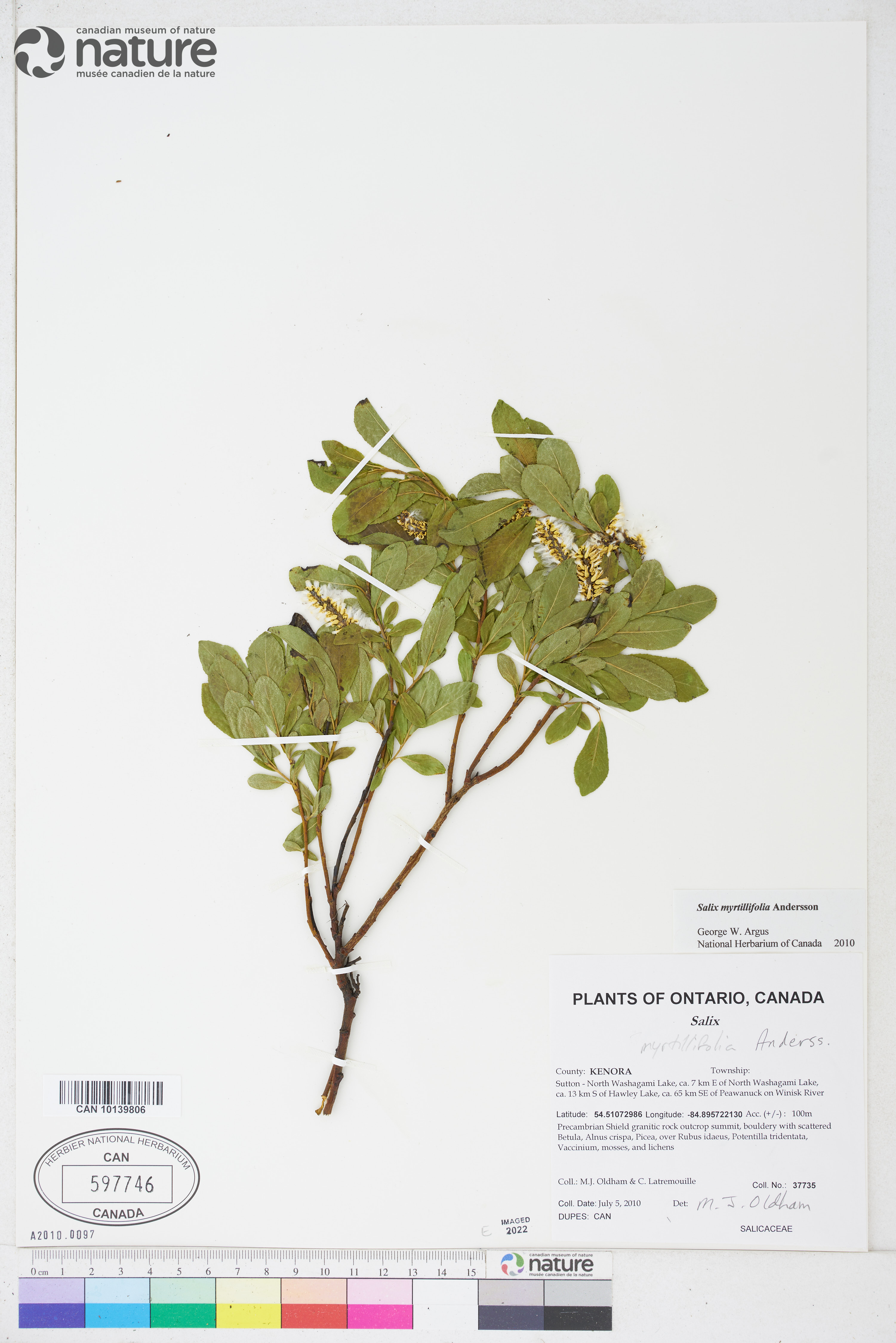 Salix myrtillifolia image