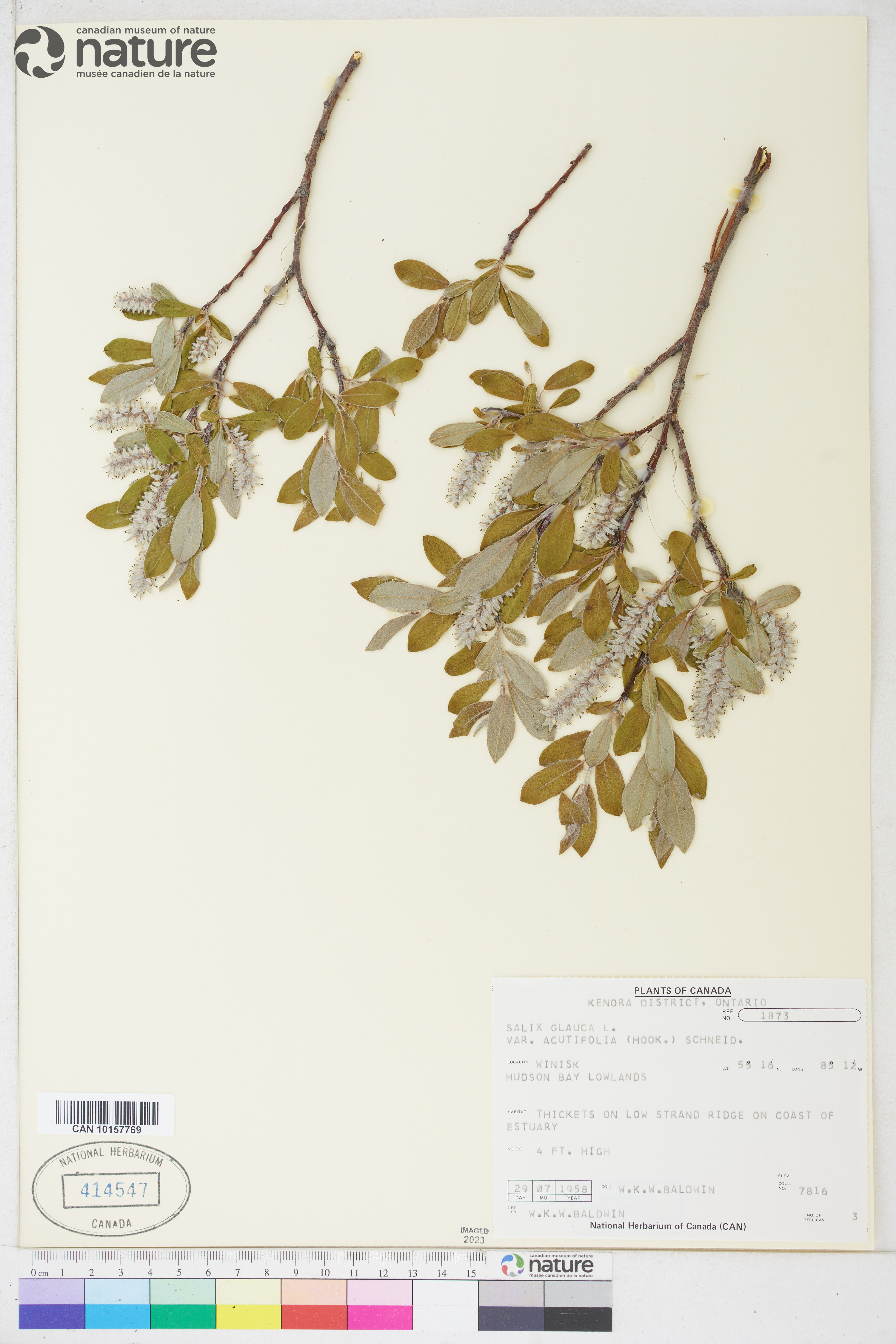 Salix glauca var. acutifolia image