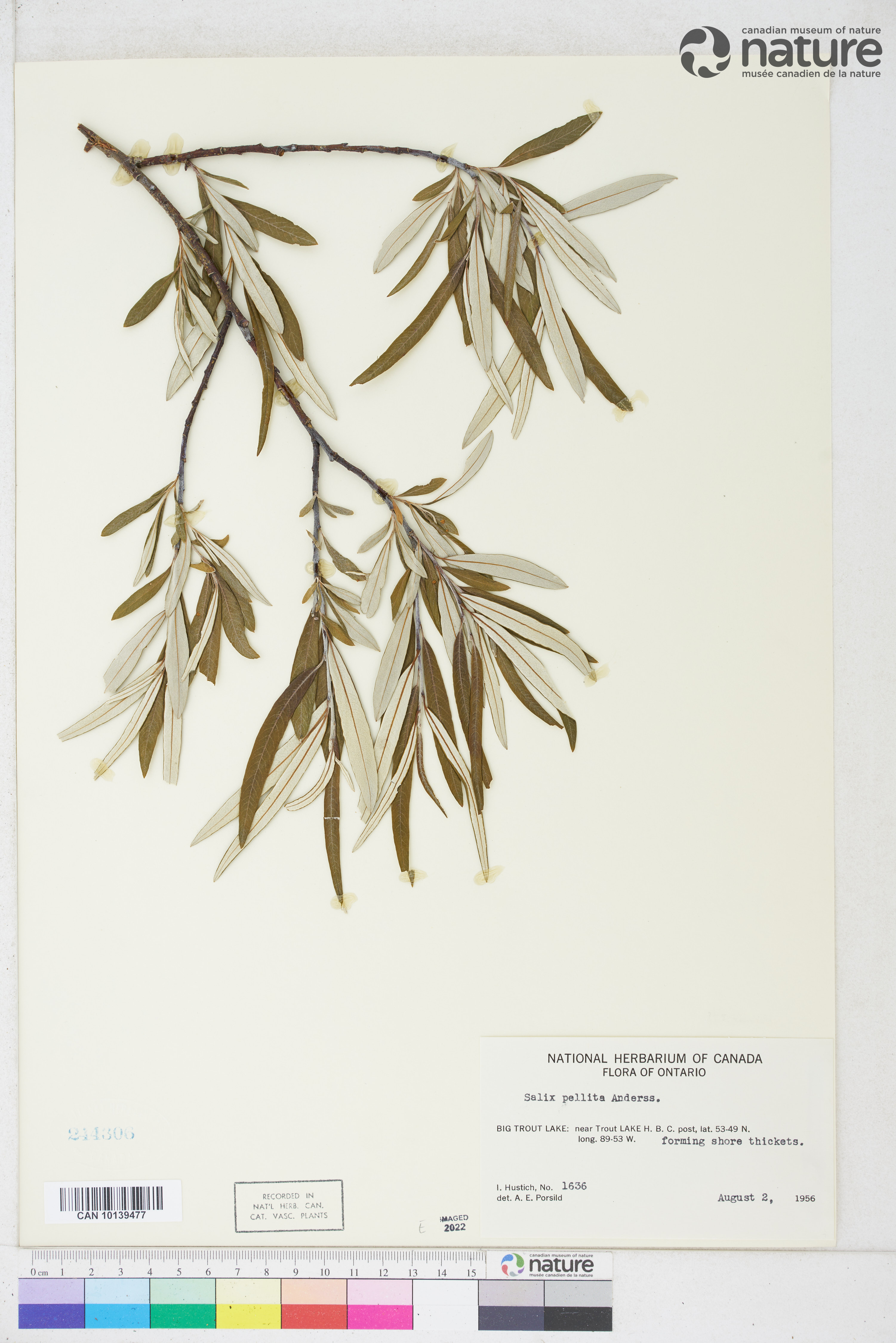 Salix pellita image