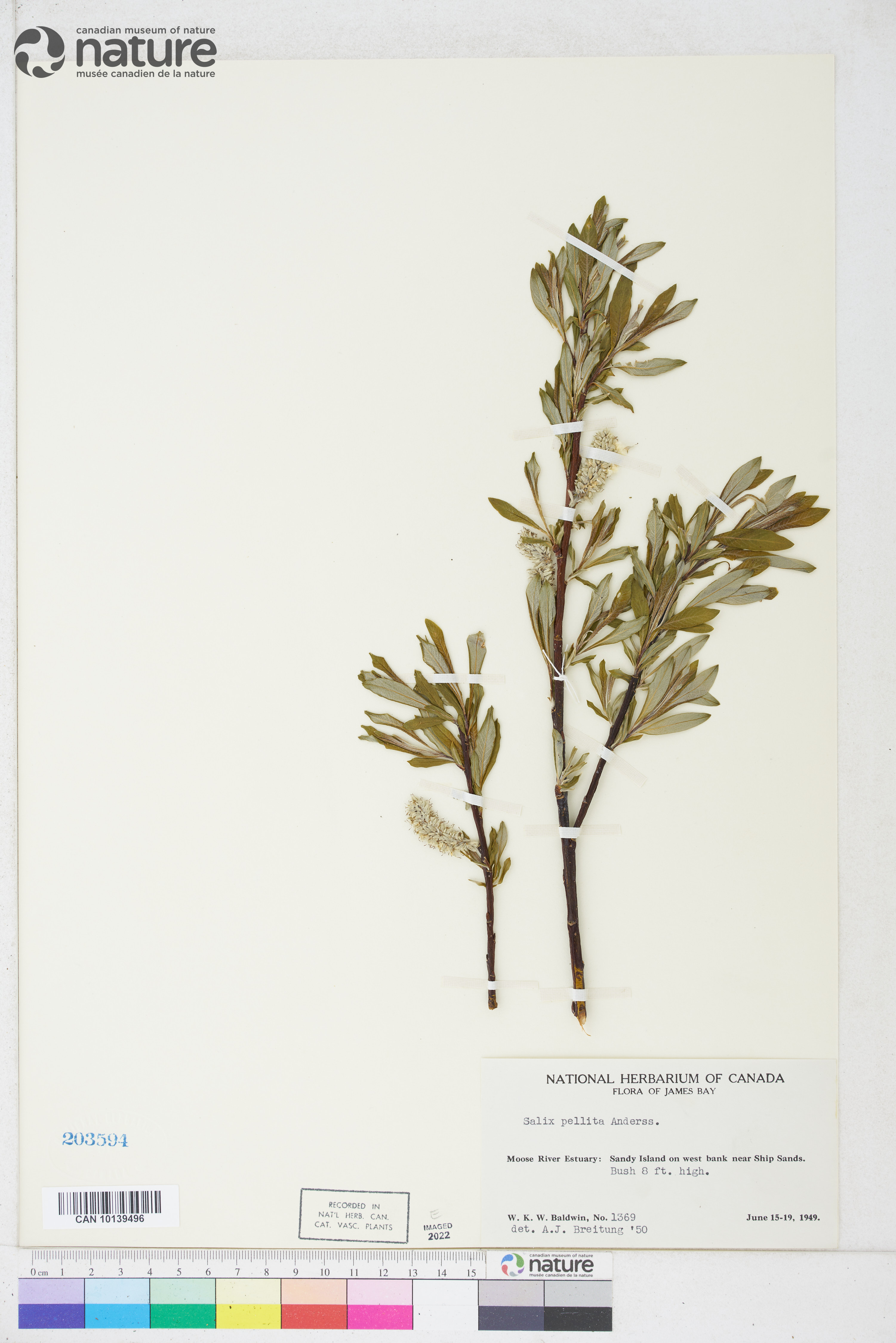 Salix pellita image