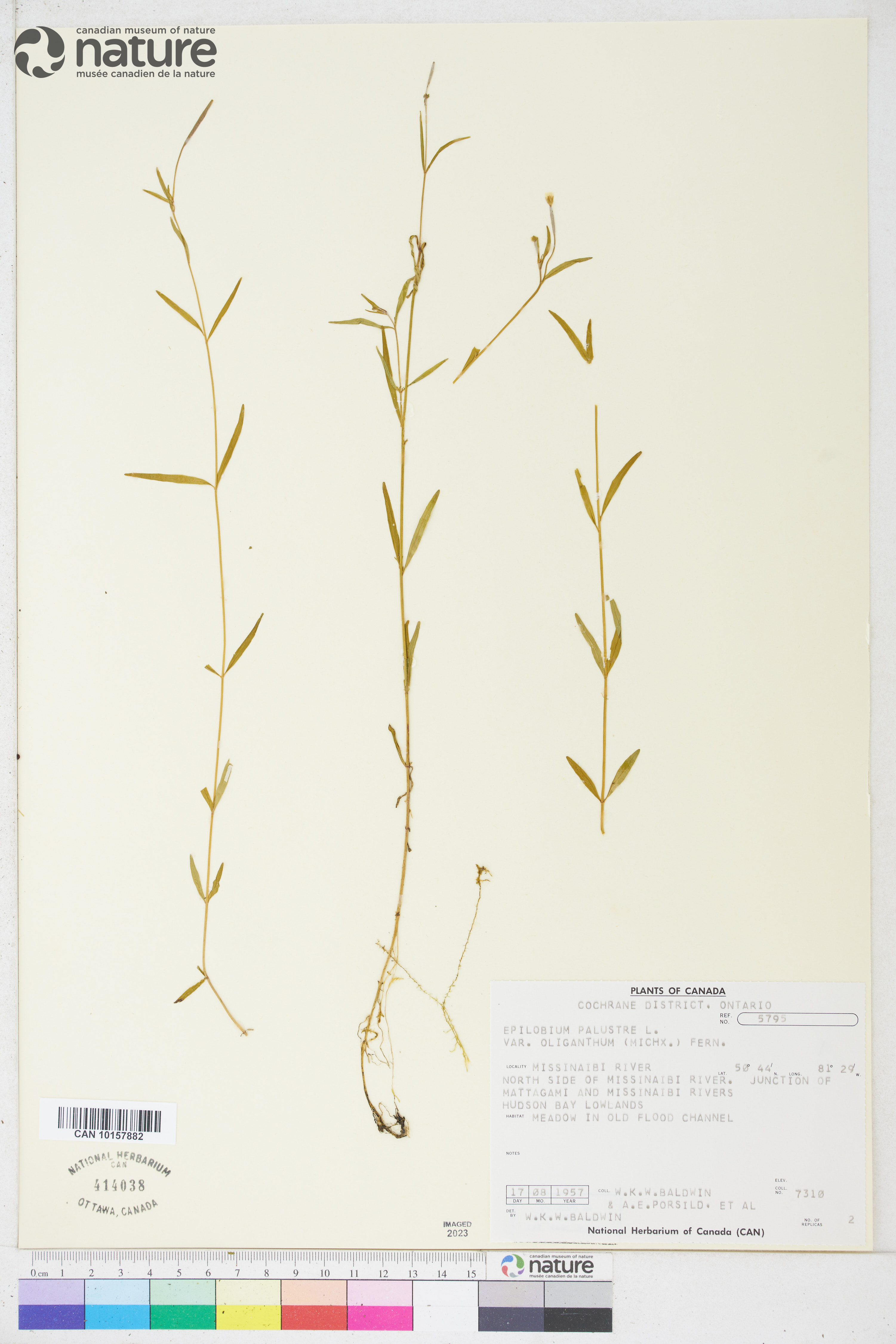 Epilobium palustre image